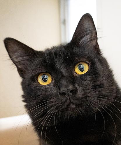 Enlarge Dr Cheddar, an adopted mixed breed in Encinitas, CA image 1/1