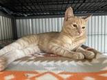 Nemo, ADOPTABLE, Young Male Domestic Short Hair.