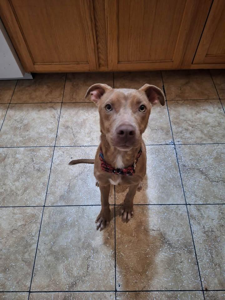 Lucky Buck, Adoptable, Young Male Mixed Breed.