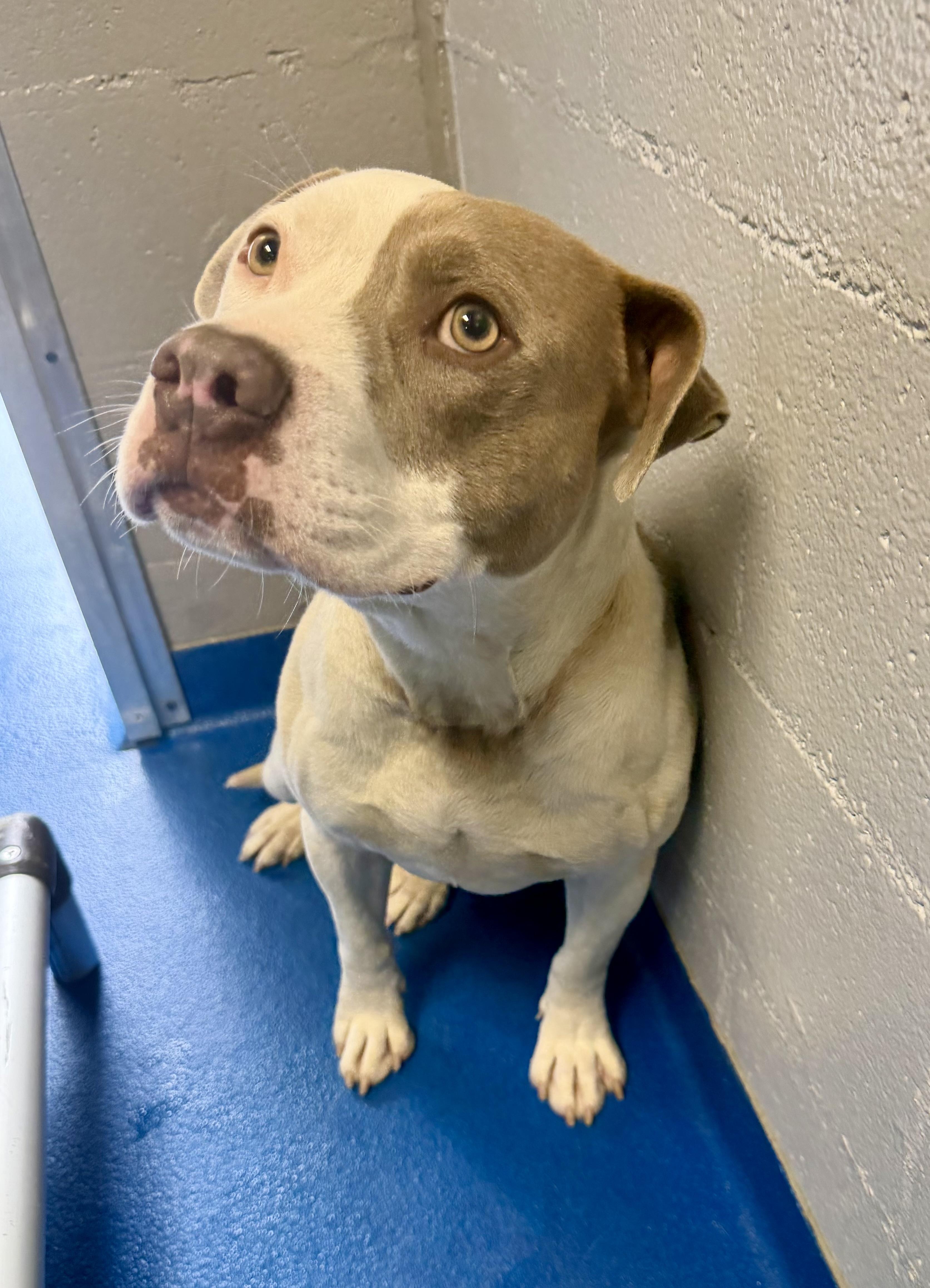 Enlarge Marcel, a ADOPTABLE mixed breed in Lancaster, SC image 4/4