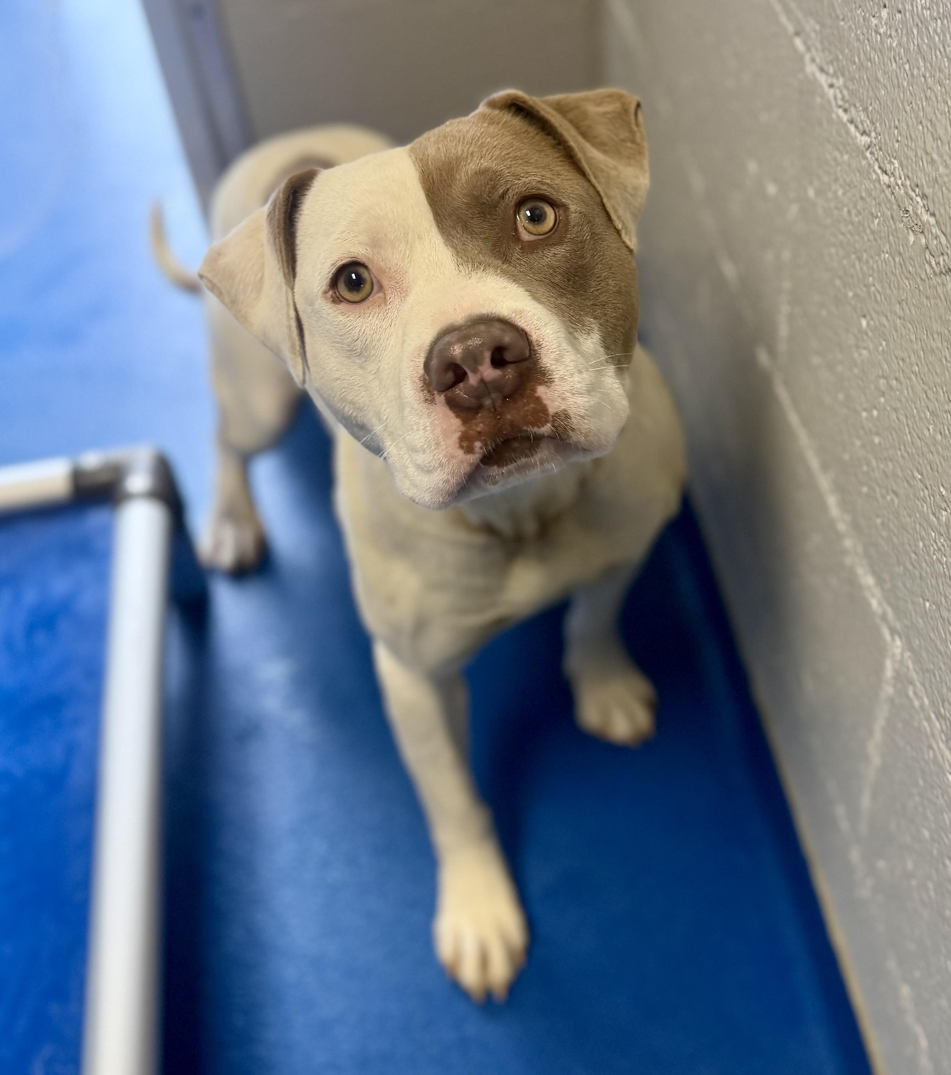 Marcel, ADOPTABLE, Adult Male Terrier.