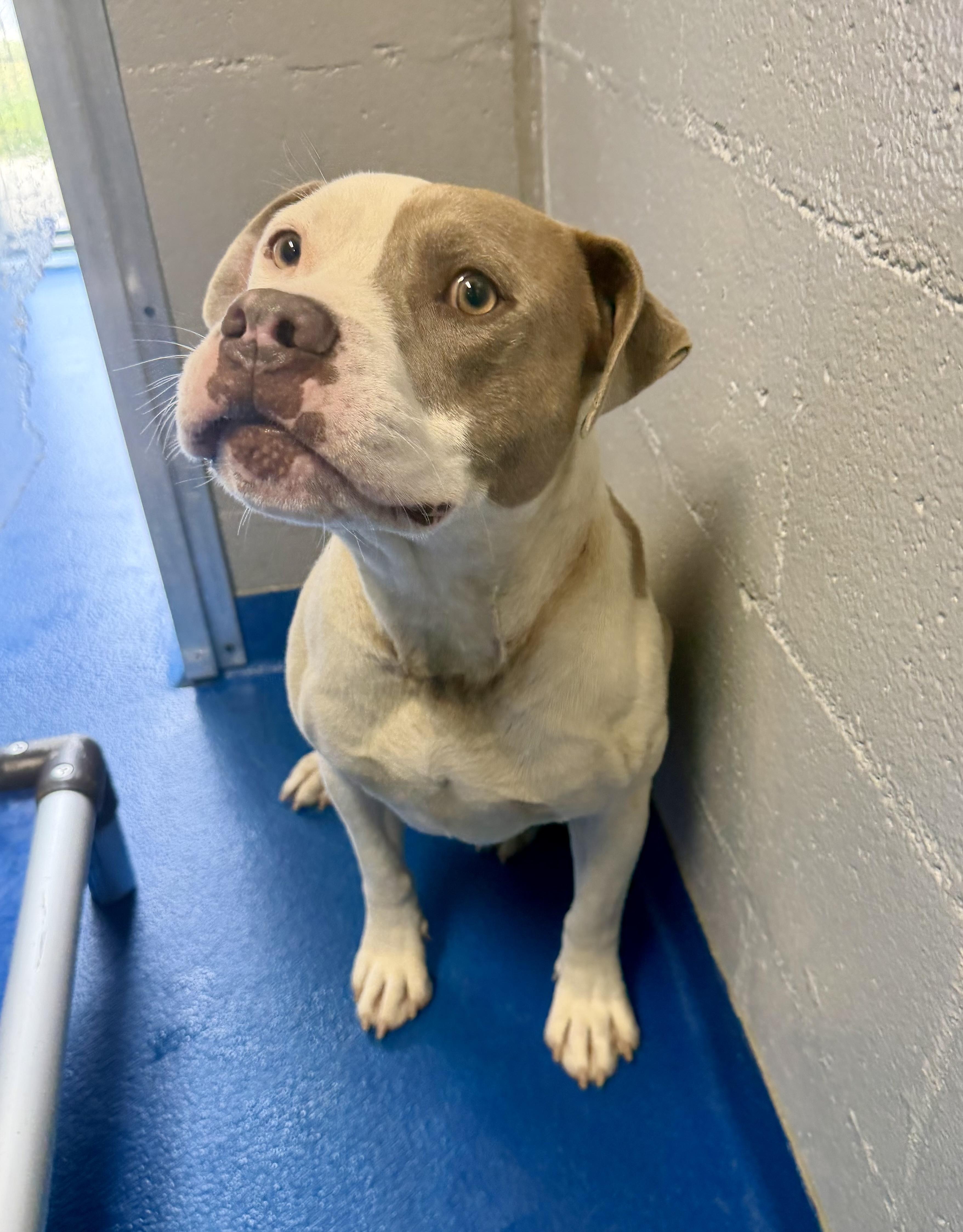 Enlarge Marcel, a ADOPTABLE mixed breed in Lancaster, SC image 3/4