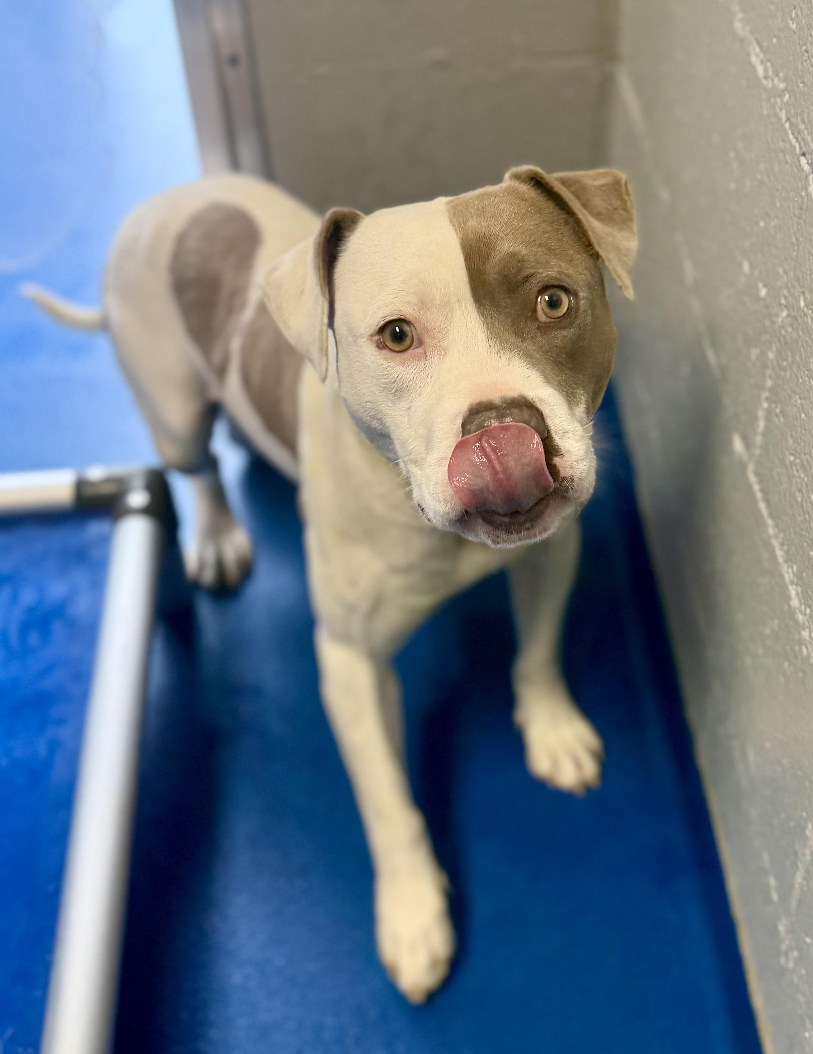 Enlarge Marcel, a ADOPTABLE mixed breed in Lancaster, SC image 2/4
