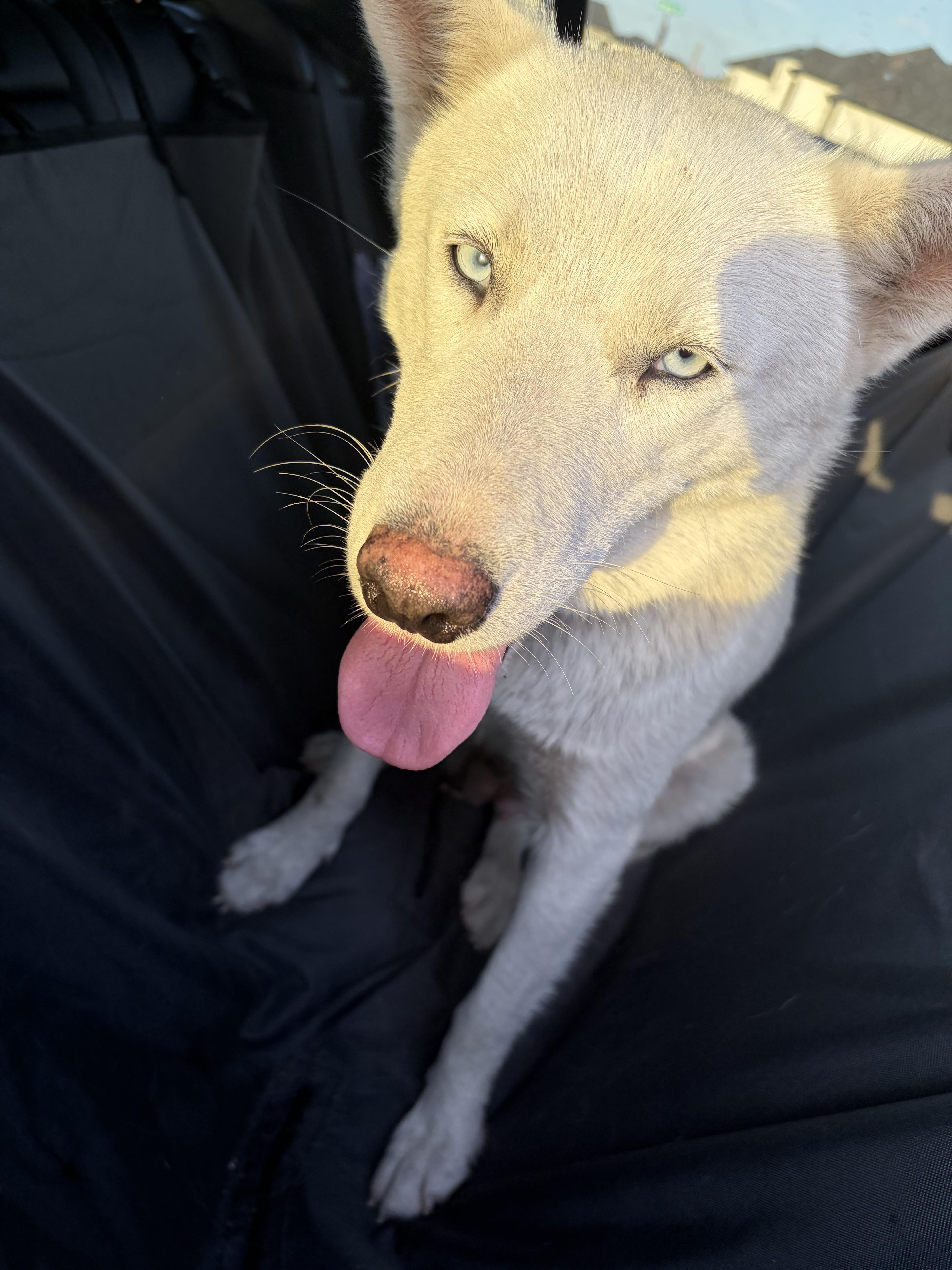 Enlarge Macy, a Adoptable Siberian Husky in Minneapolis , MN image 4/4