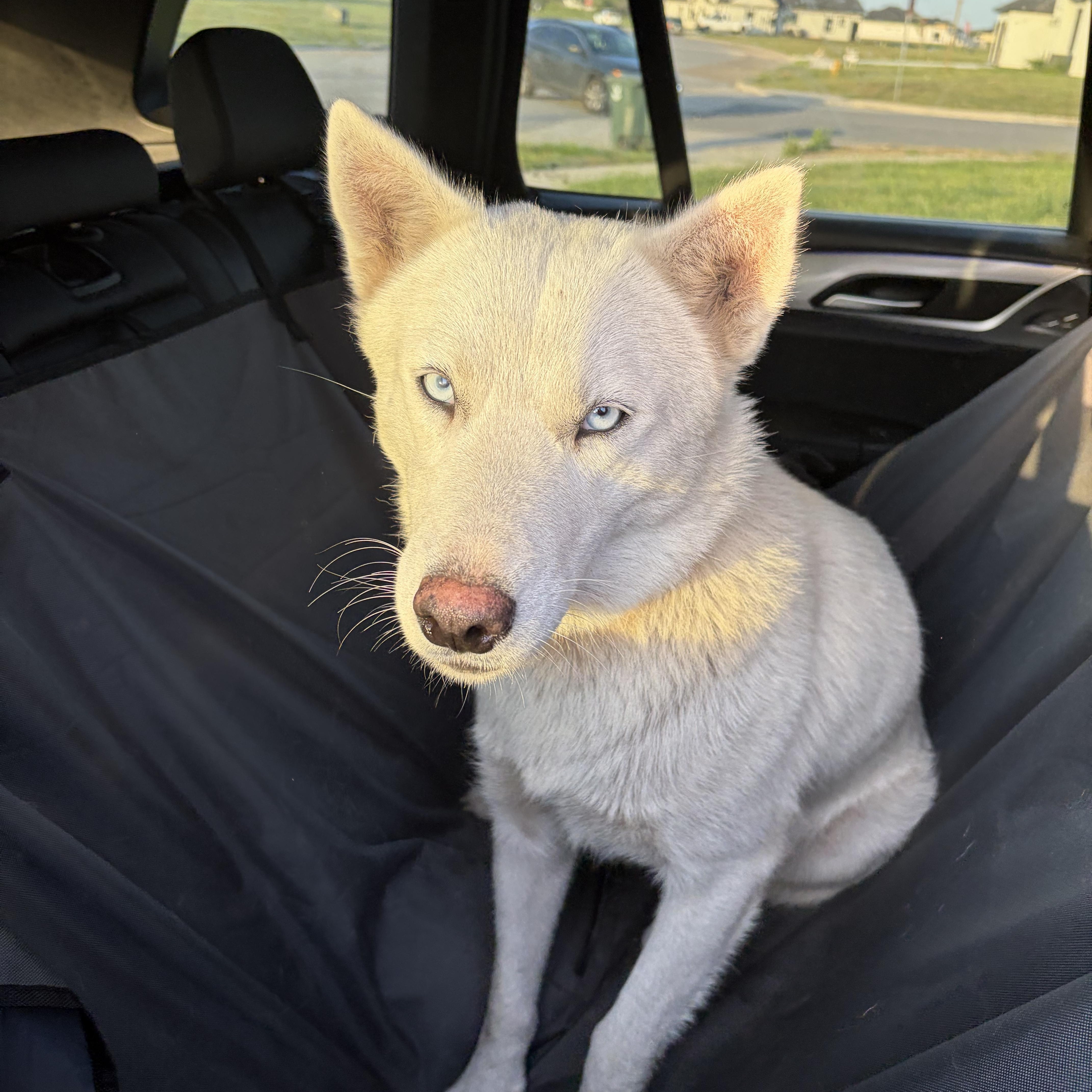 Enlarge Macy, a Adoptable Siberian Husky in Minneapolis , MN image 2/4