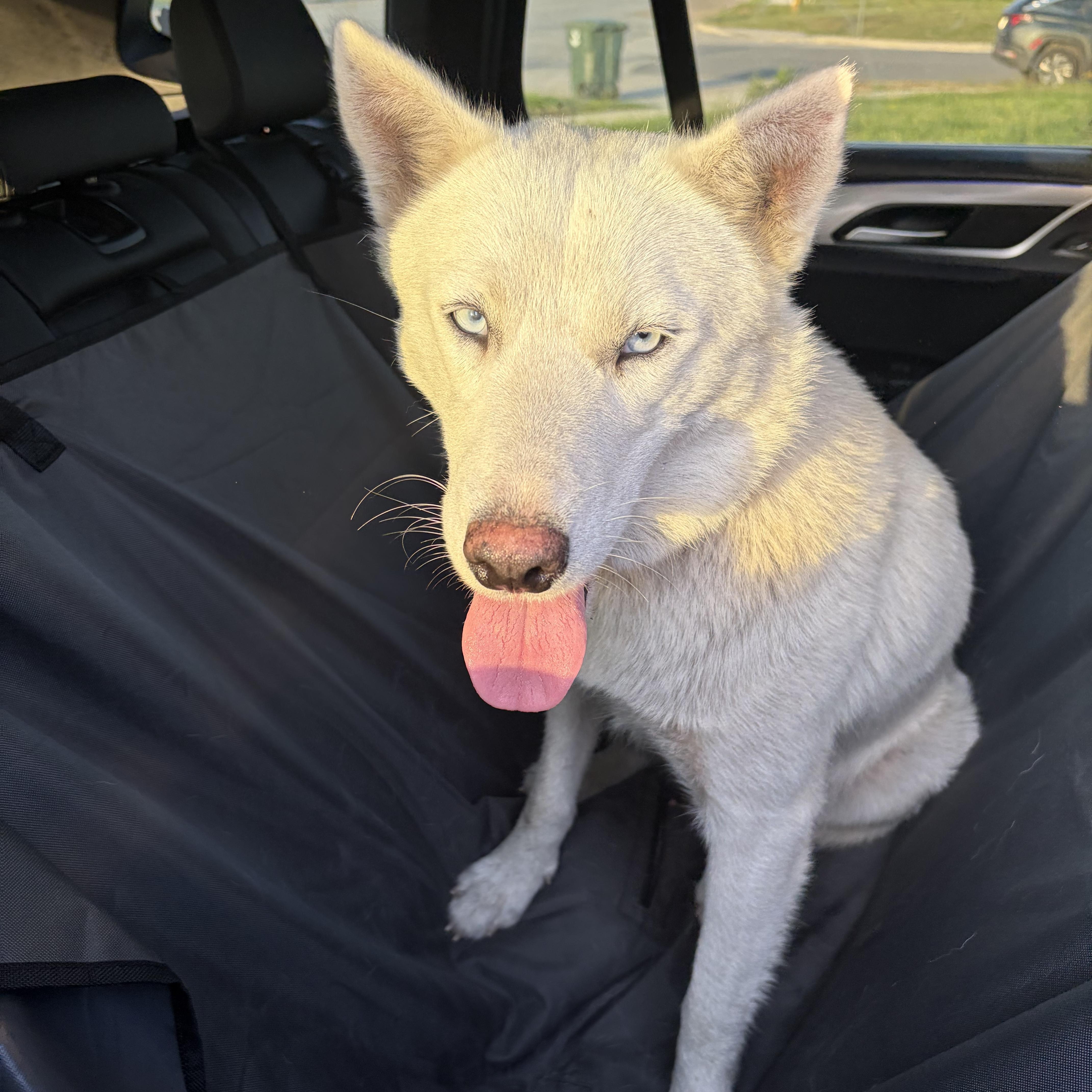 Macy, Adoptable, Adult Female Siberian Husky.