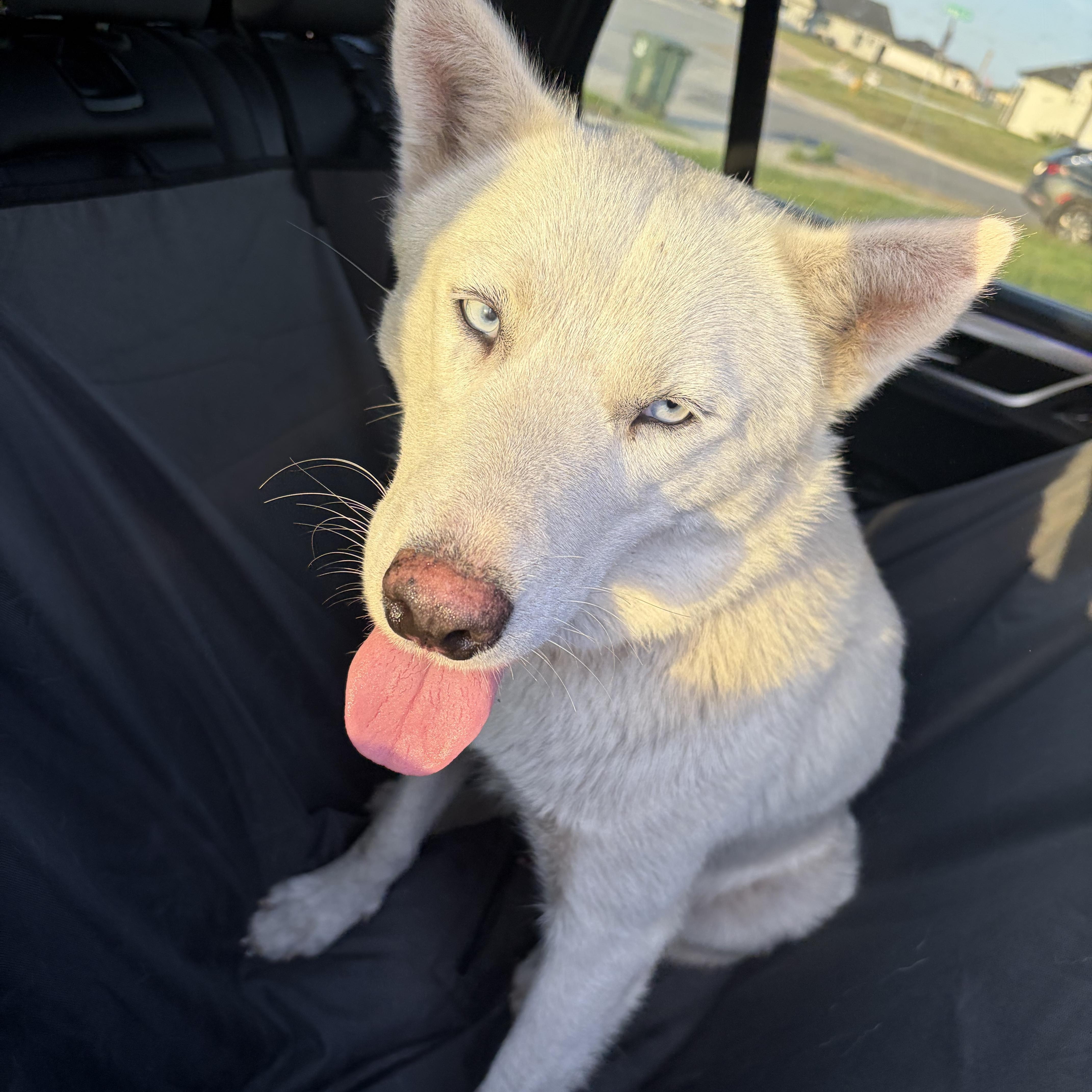 Enlarge Macy, a Adoptable Siberian Husky in Minneapolis , MN image 3/4