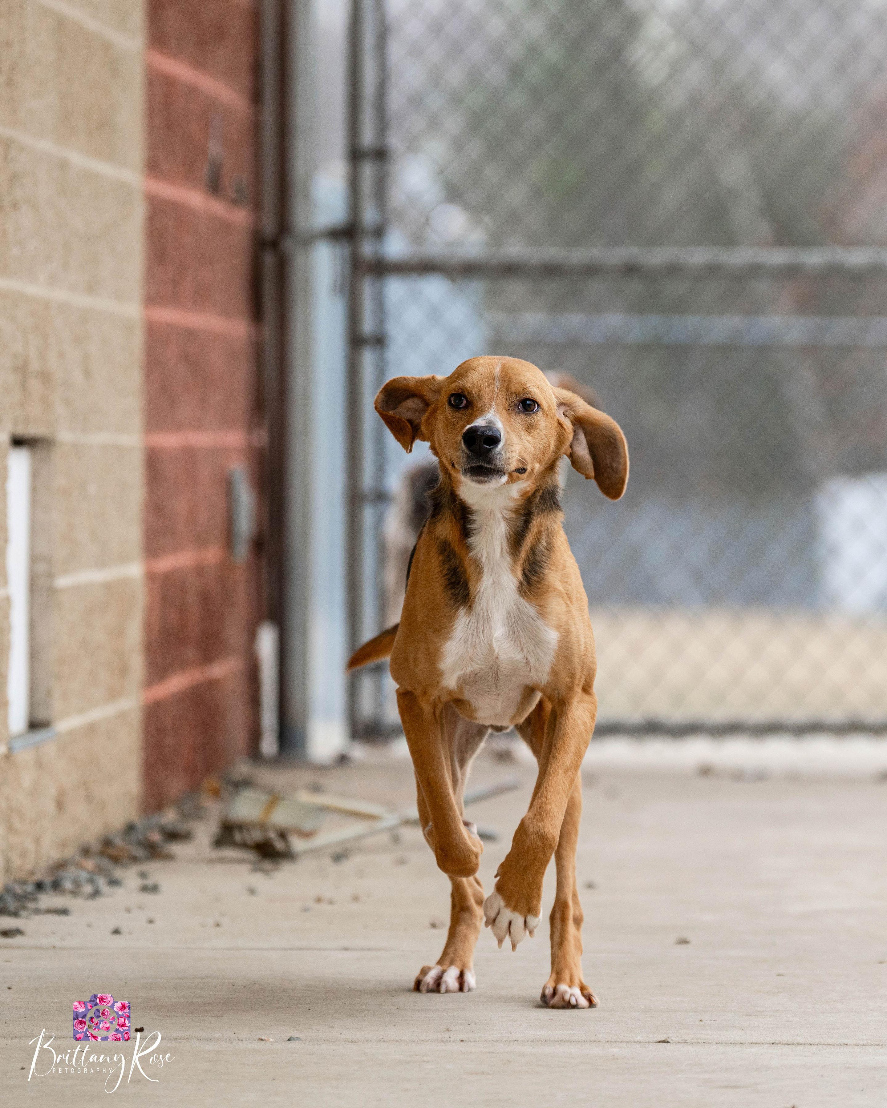Enlarge Scoob , a ADOPTABLE Hound in Powhatan, VA image 4/6
