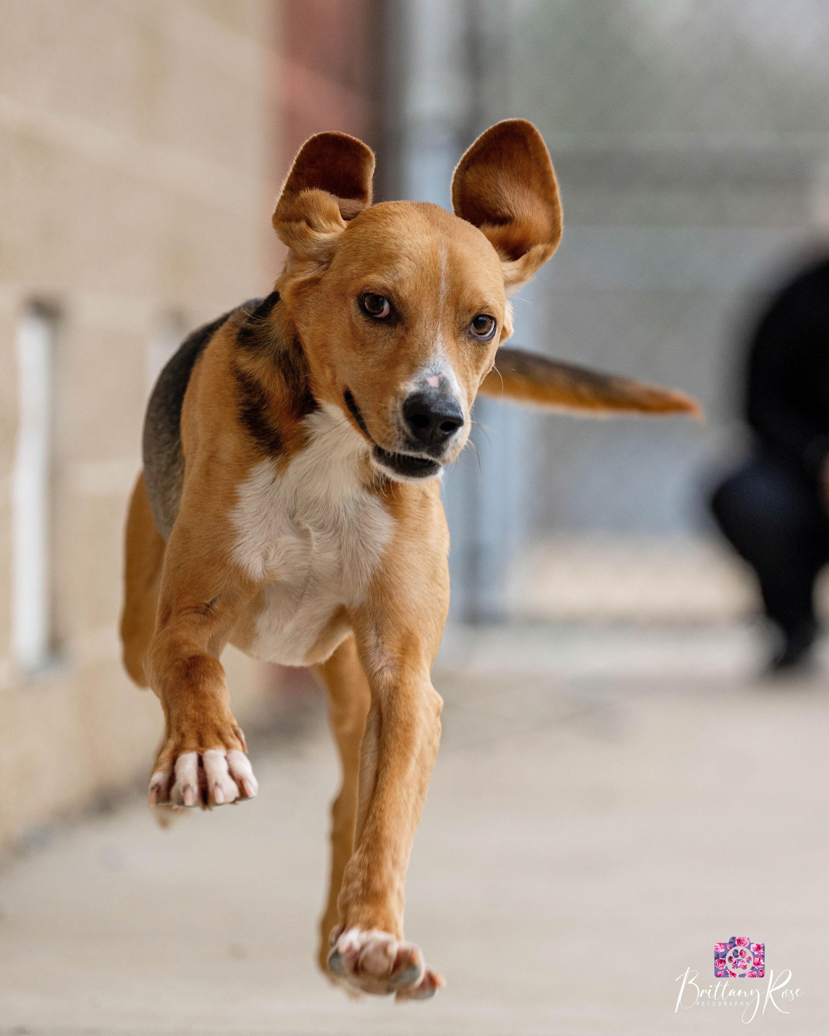 Enlarge Scoob , a ADOPTABLE Hound in Powhatan, VA image 2/6