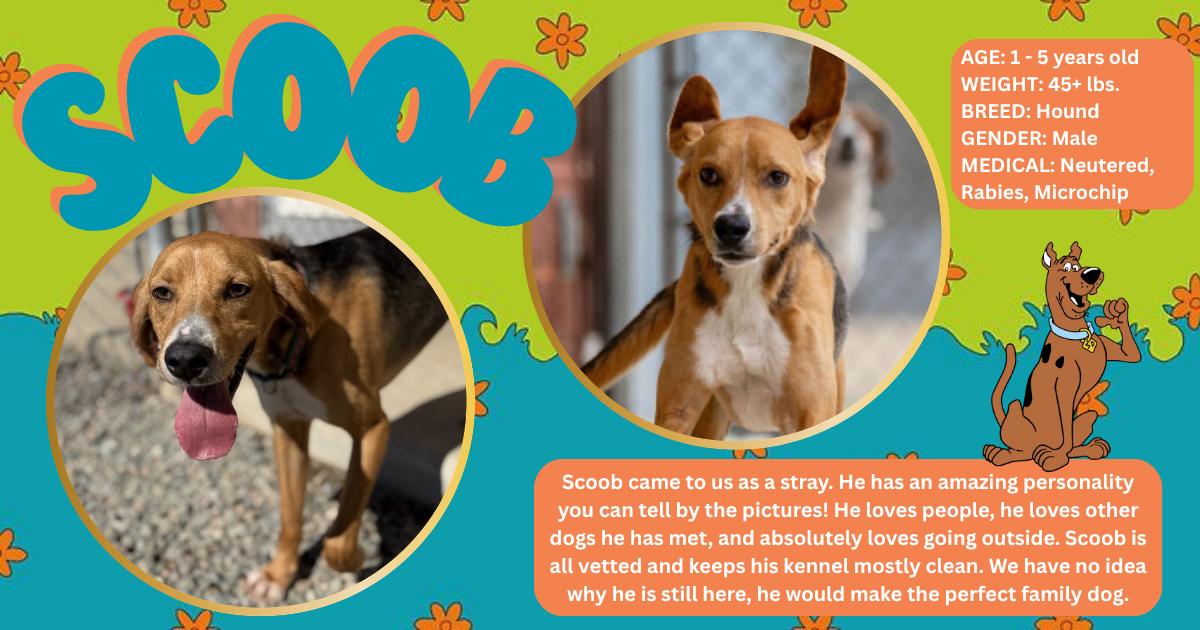 Scoob , ADOPTABLE, Adult Male Hound.