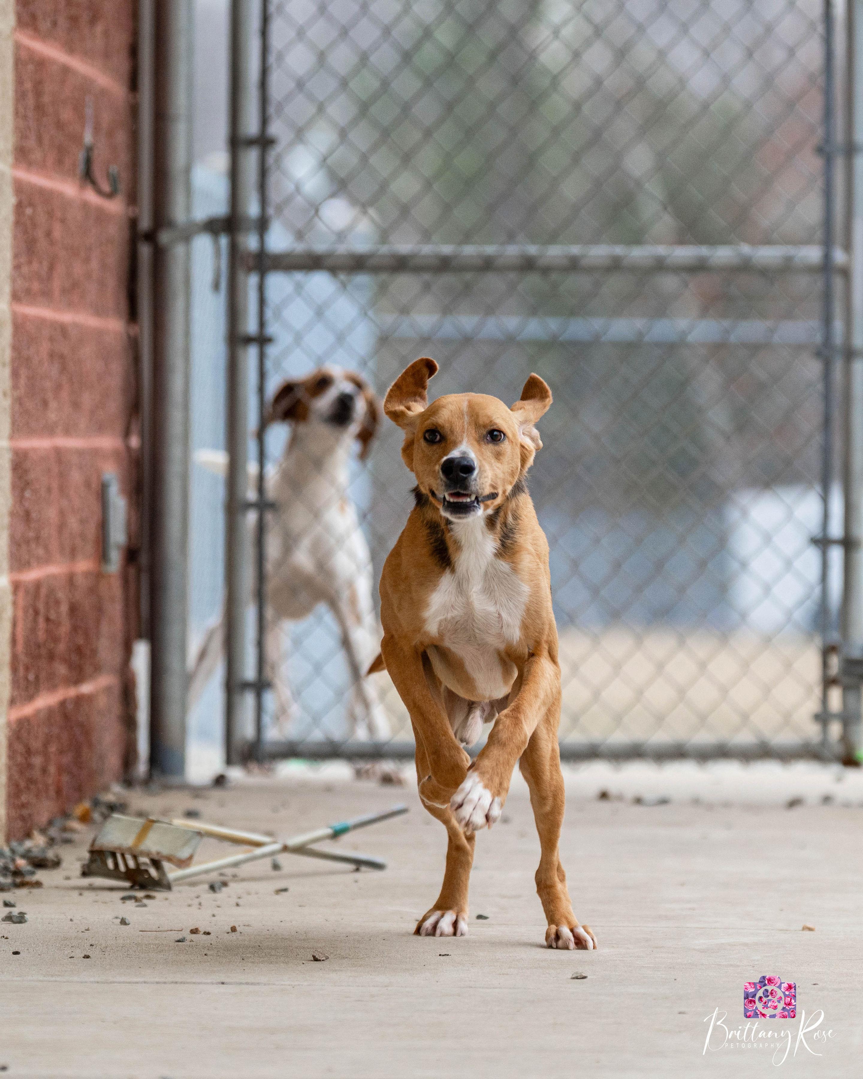 Enlarge Scoob , a ADOPTABLE Hound in Powhatan, VA image 1/6
