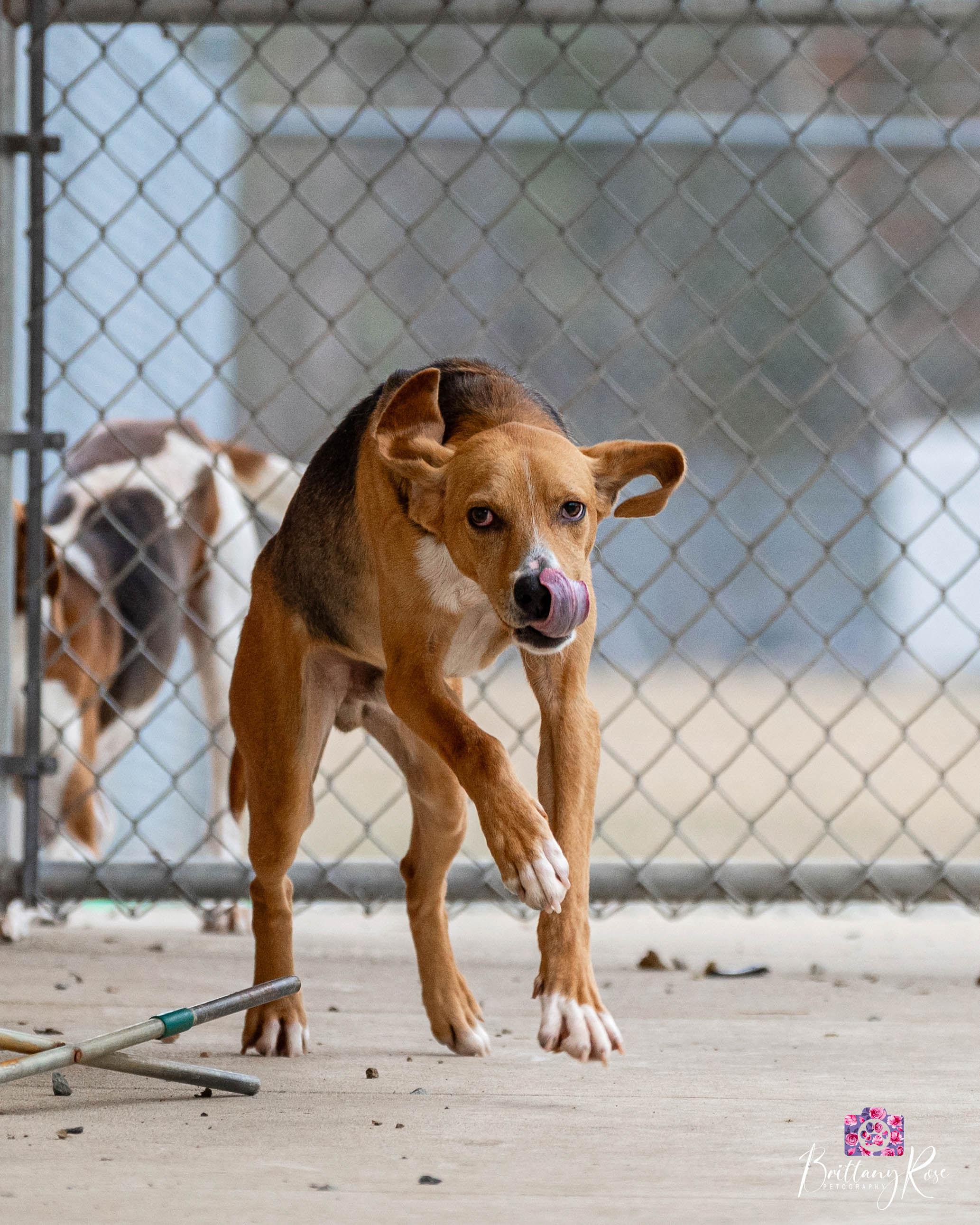 Enlarge Scoob , a ADOPTABLE Hound in Powhatan, VA image 3/6