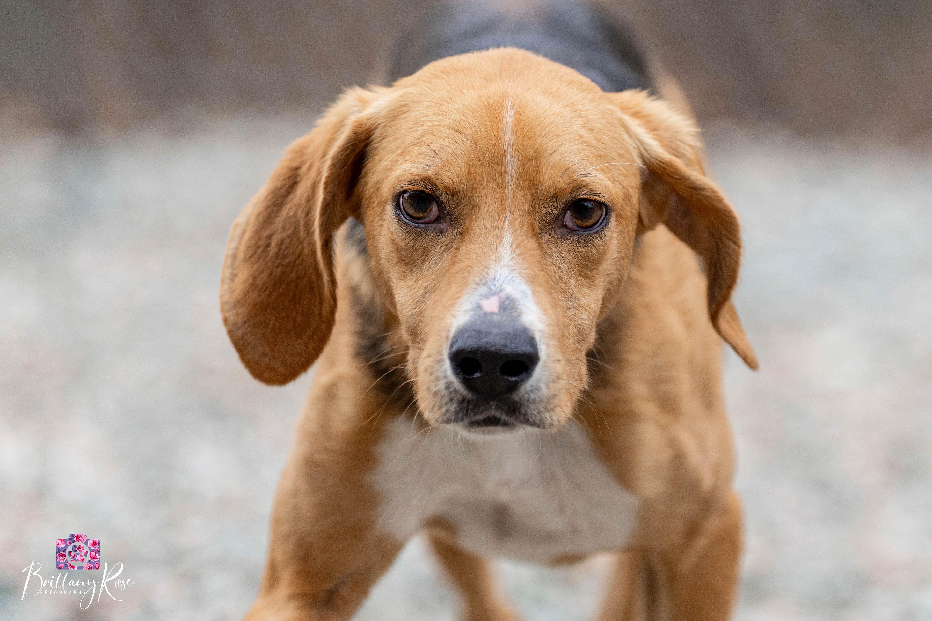 Enlarge Scoob , a ADOPTABLE Hound in Powhatan, VA image 5/6