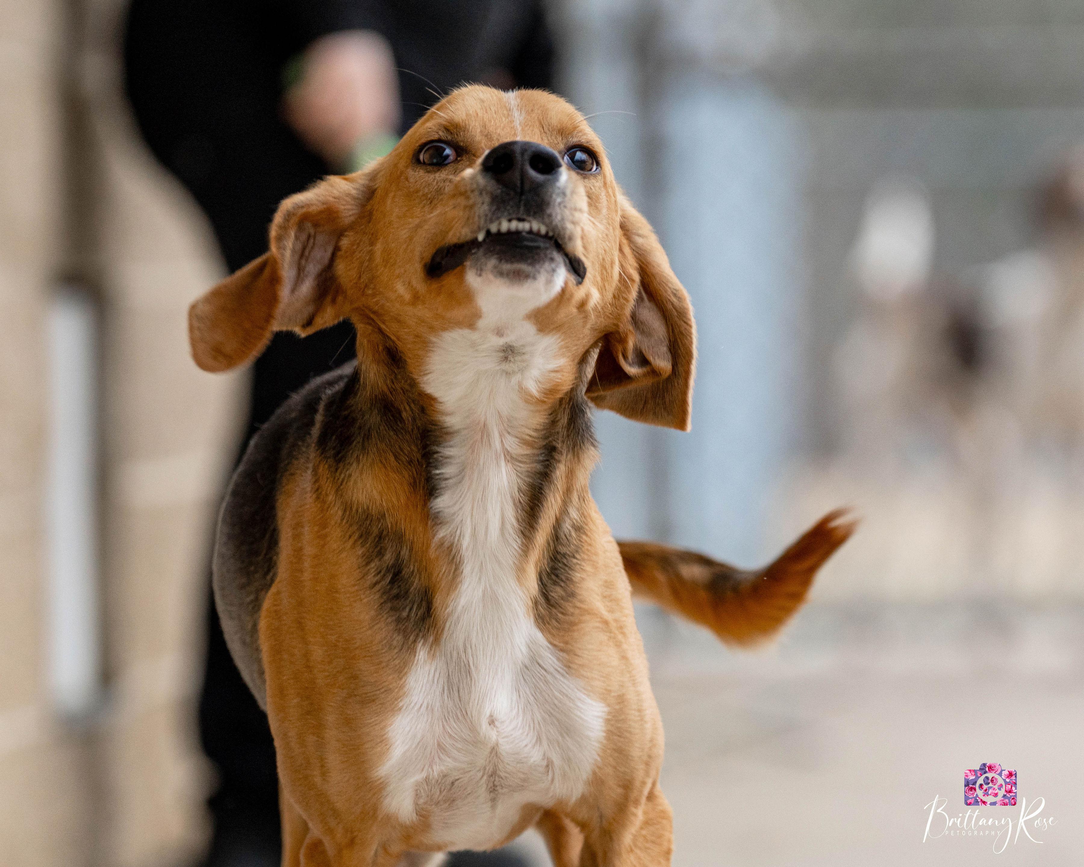 Enlarge Scoob , a ADOPTABLE Hound in Powhatan, VA image 6/6