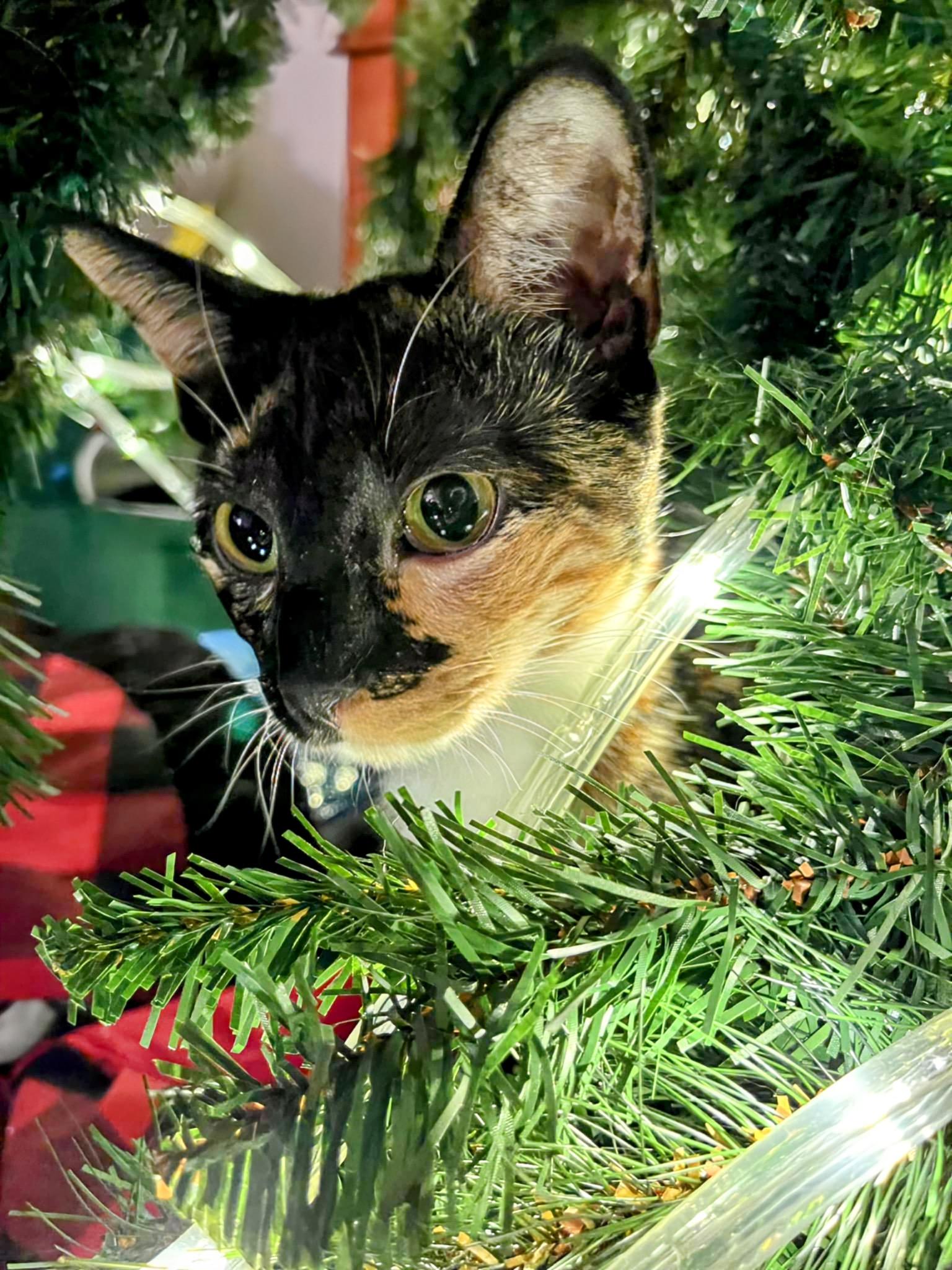 Gizmo
