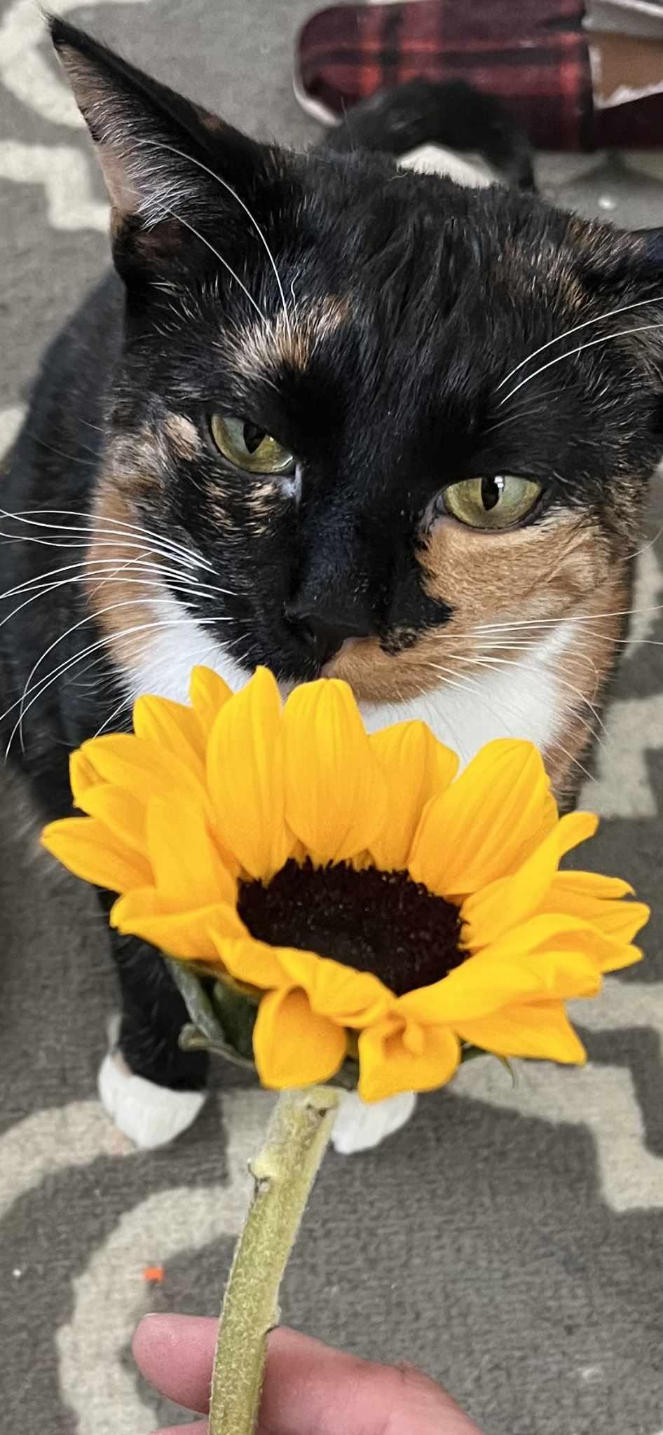 Gizmo