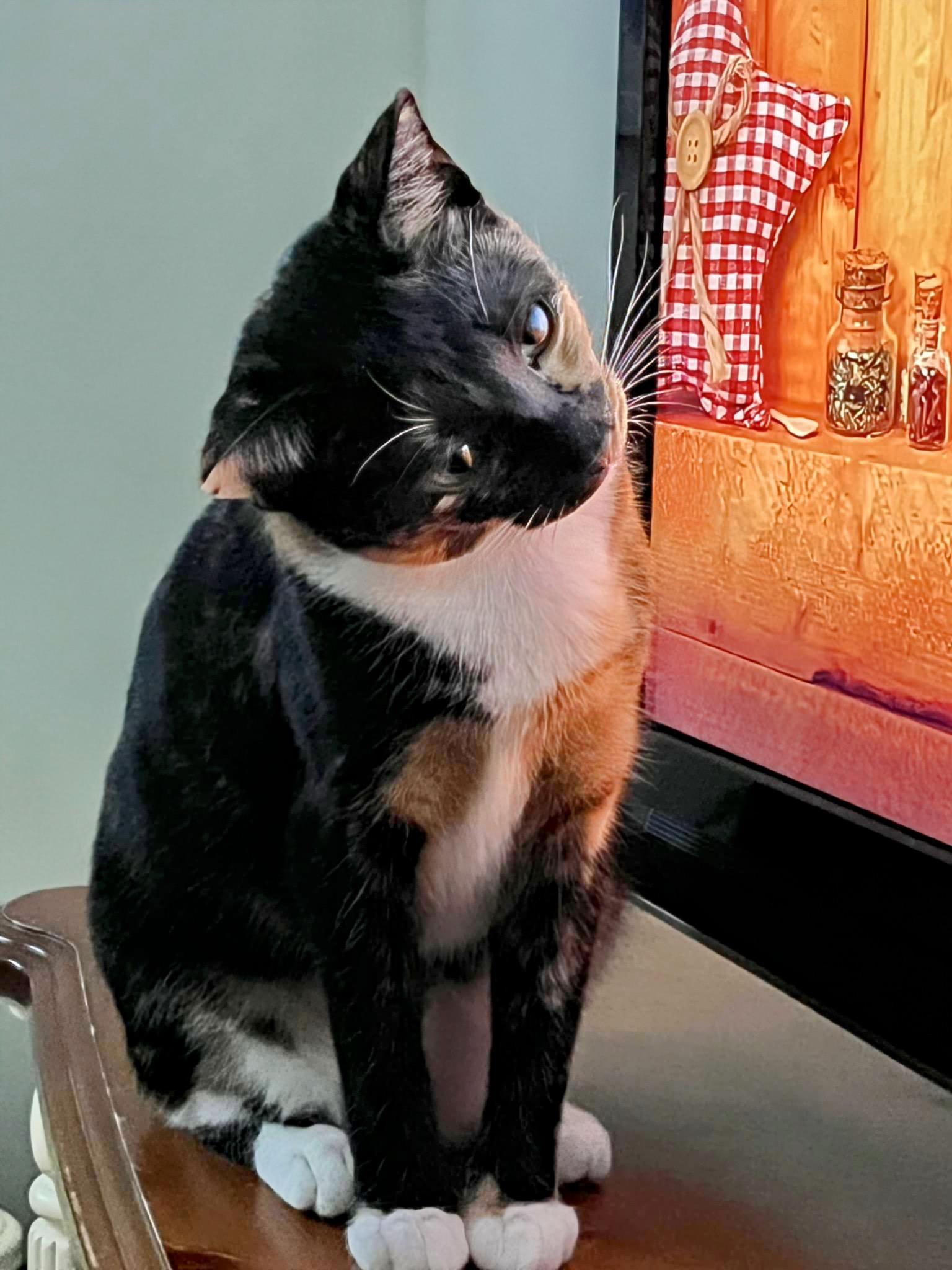 Gizmo