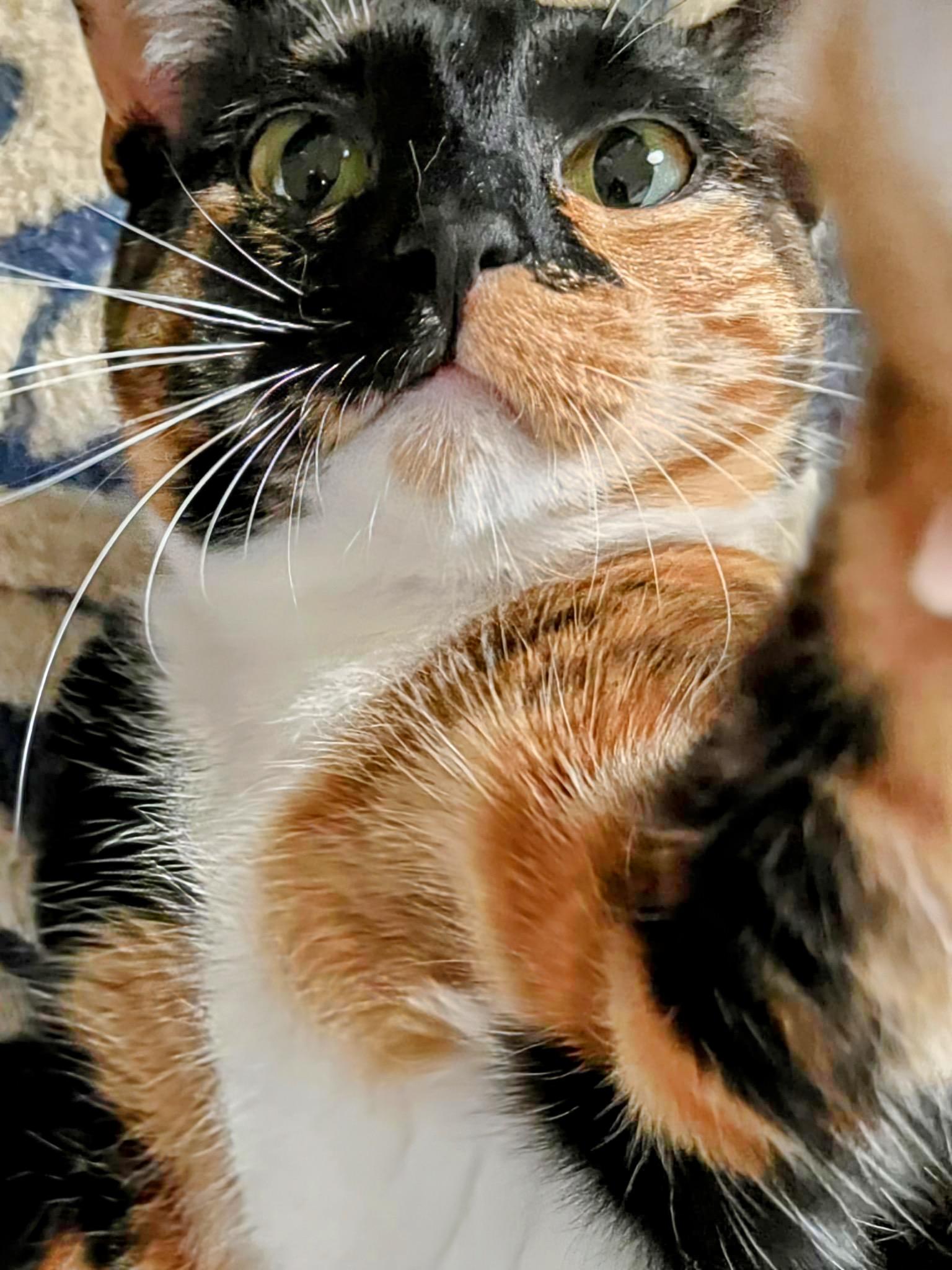 Gizmo
