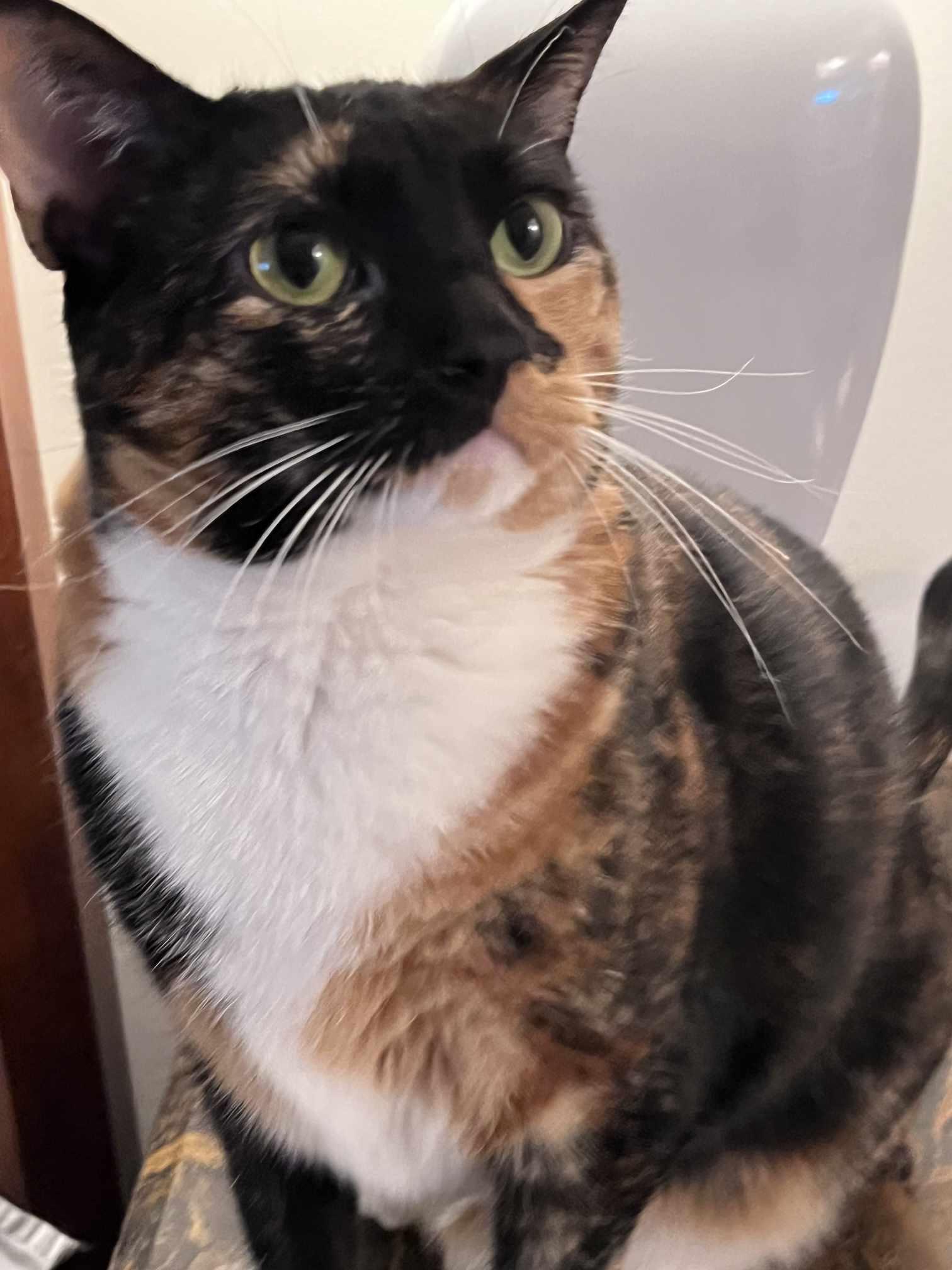 Gizmo