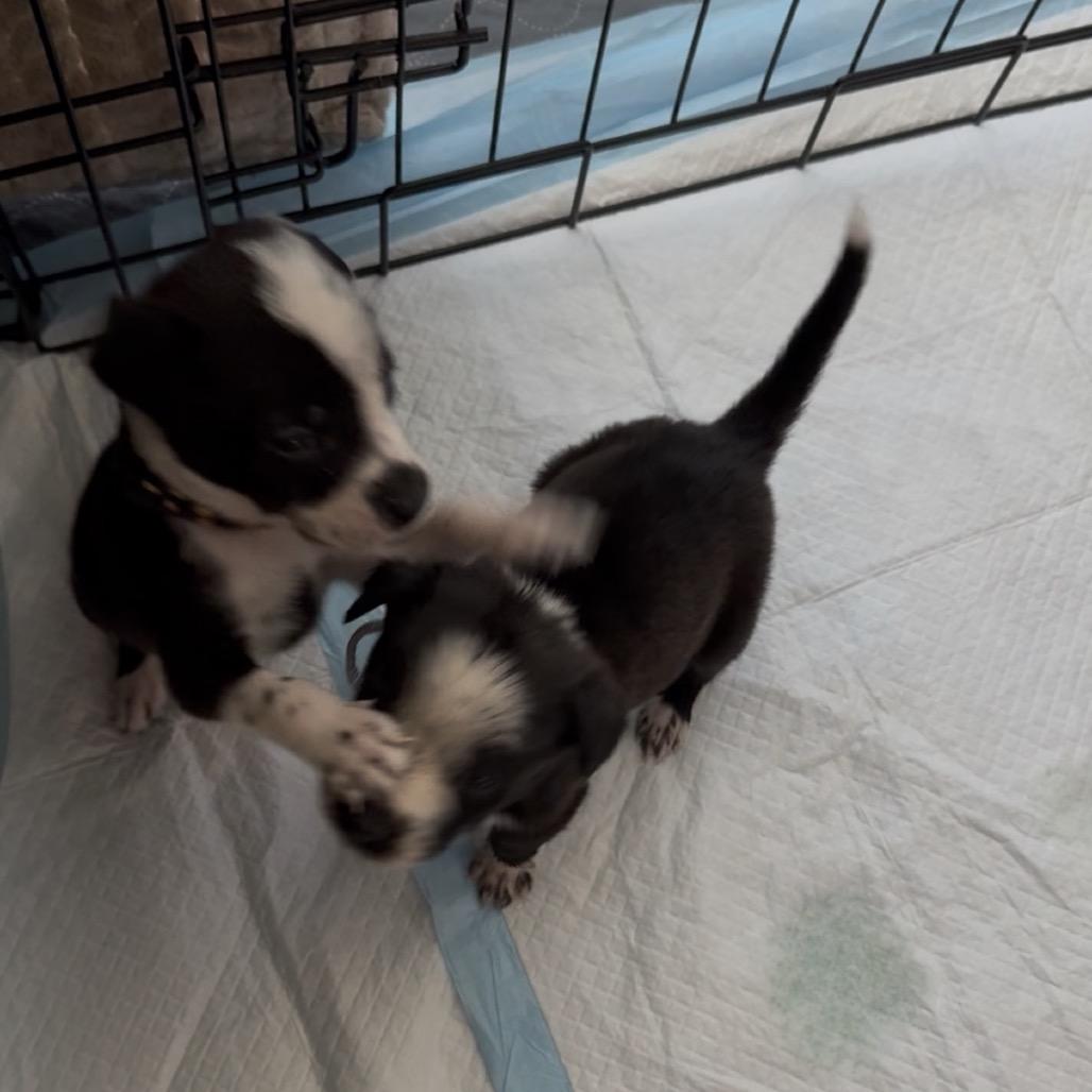 Rudolph, Adoptable, Puppy Male Mixed Breed.