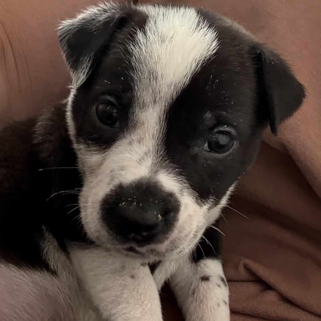 Enlarge Rudolph, a Adoptable Mixed Breed in San Diego, CA image 2/6