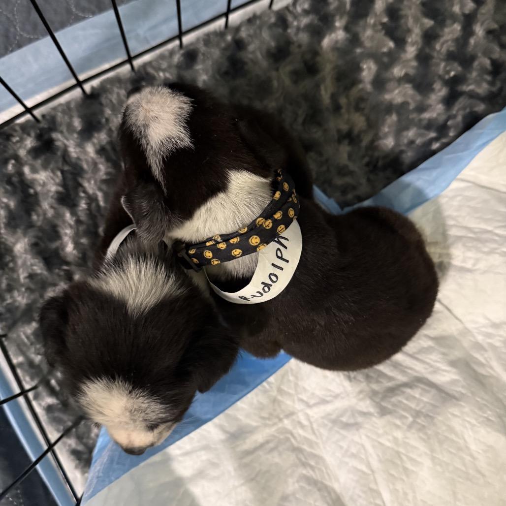 Enlarge Rudolph, a Adoptable Mixed Breed in San Diego, CA image 3/6