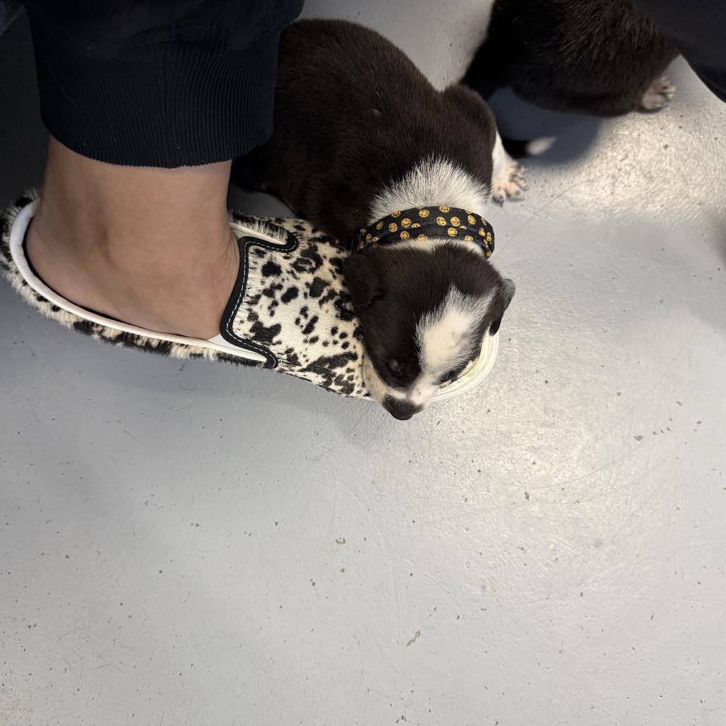 Enlarge Rudolph, a Adoptable Mixed Breed in San Diego, CA image 4/6