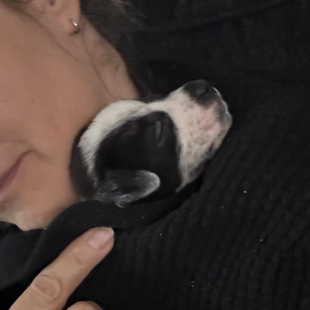 Enlarge Rudolph, a Adoptable Mixed Breed in San Diego, CA image 5/6