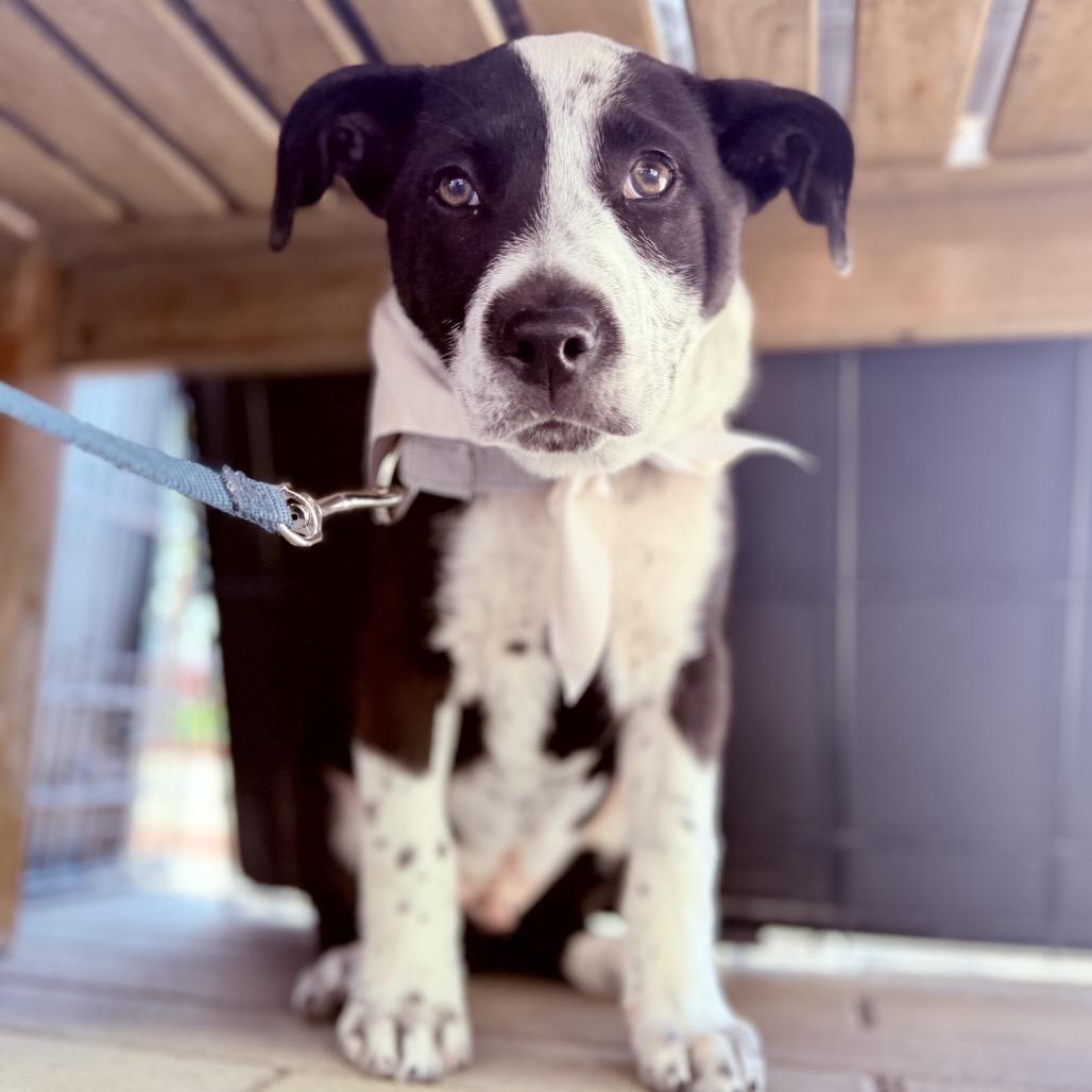 Enlarge Rudolph, a Adoptable Mixed Breed in San Diego, CA image 5/6