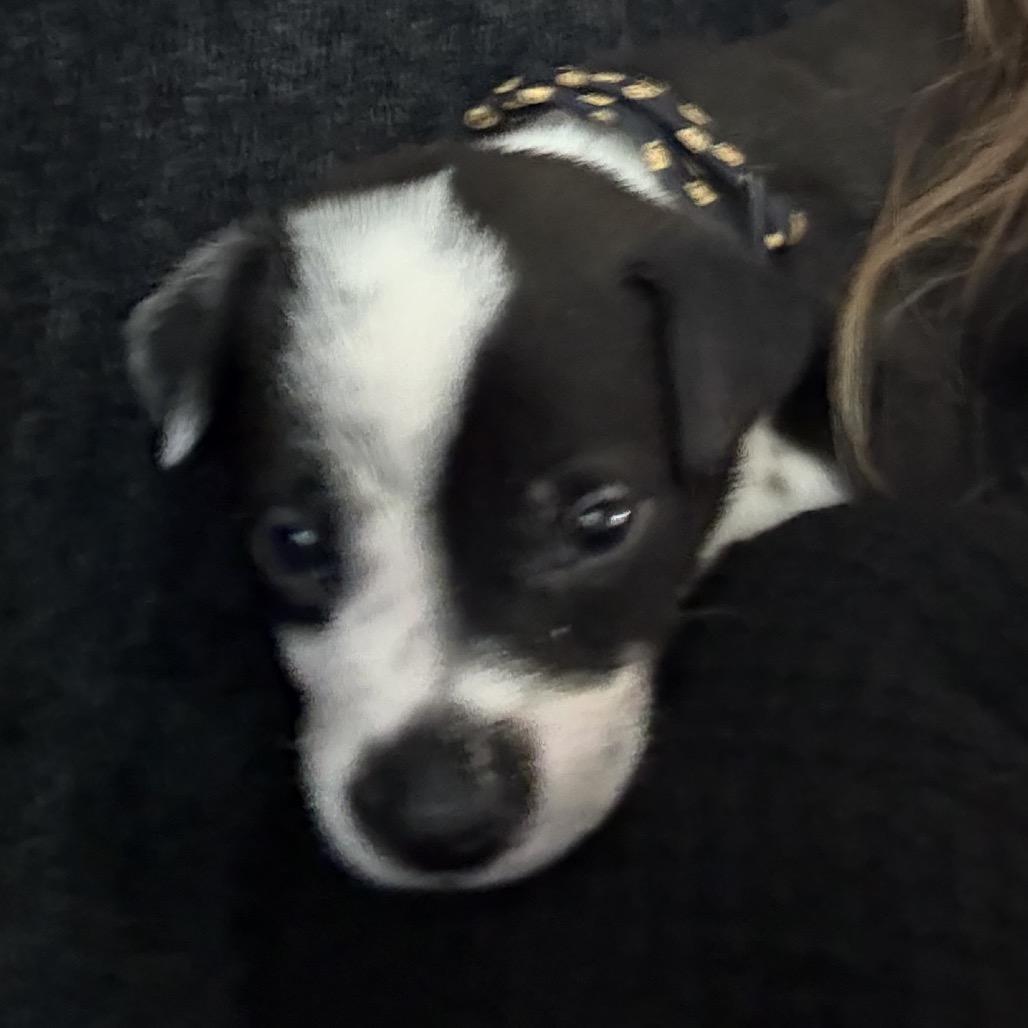 Enlarge Rudolph, a Adoptable Mixed Breed in San Diego, CA image 6/6