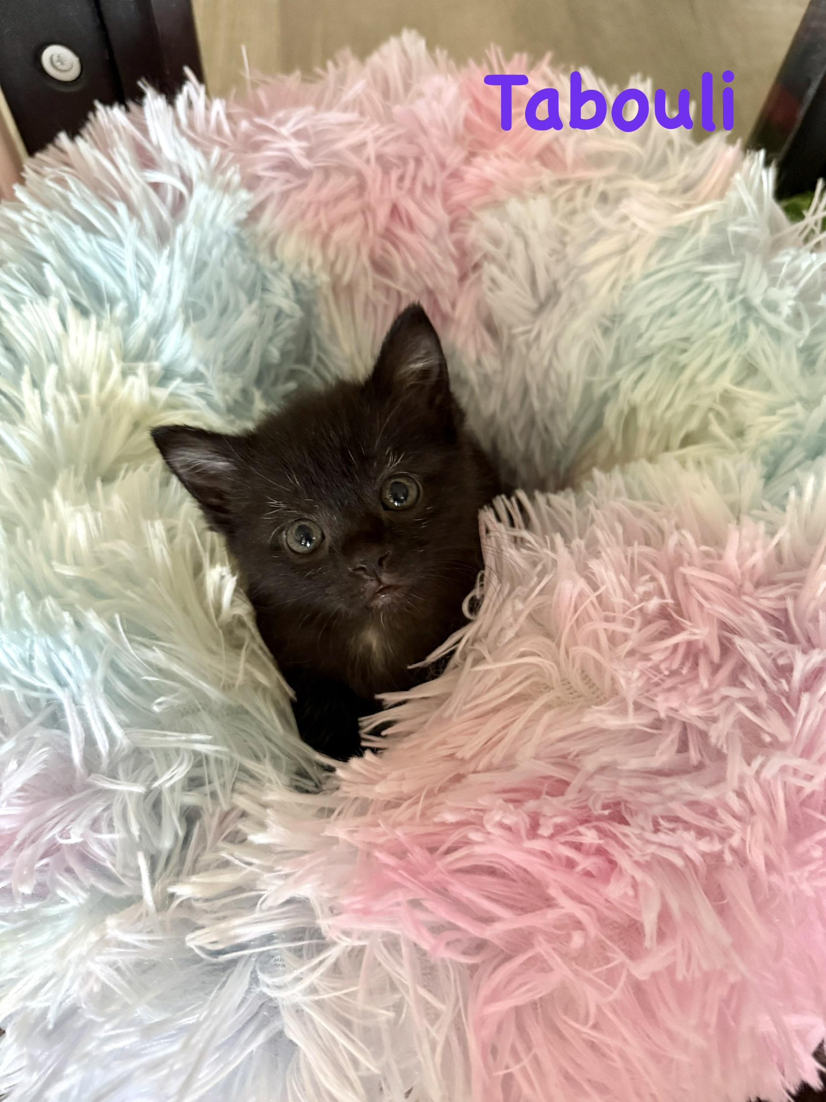 Enlarge Tabouli, an adopted American Shorthair in Lacona, NY image 1/1