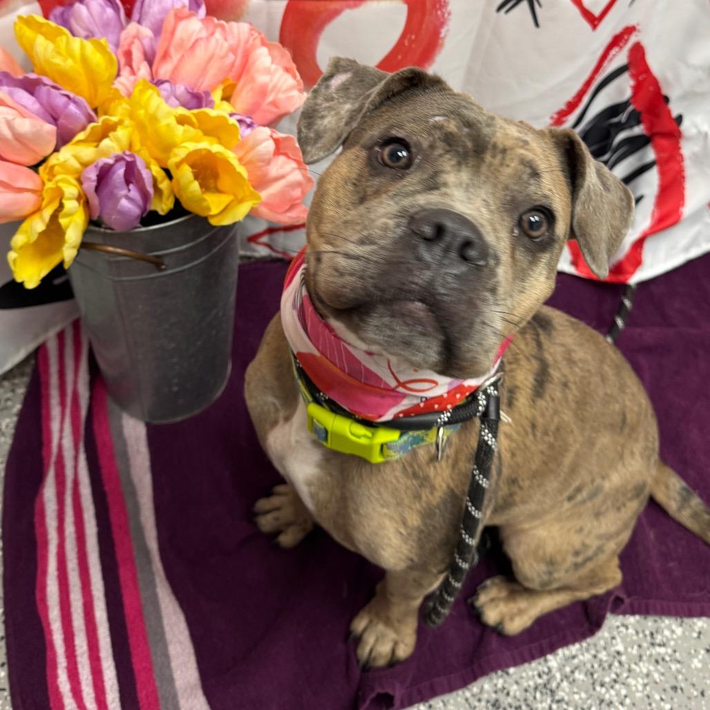 Maya, a Adoptable mixed breed in Henderson, NV image 1/2