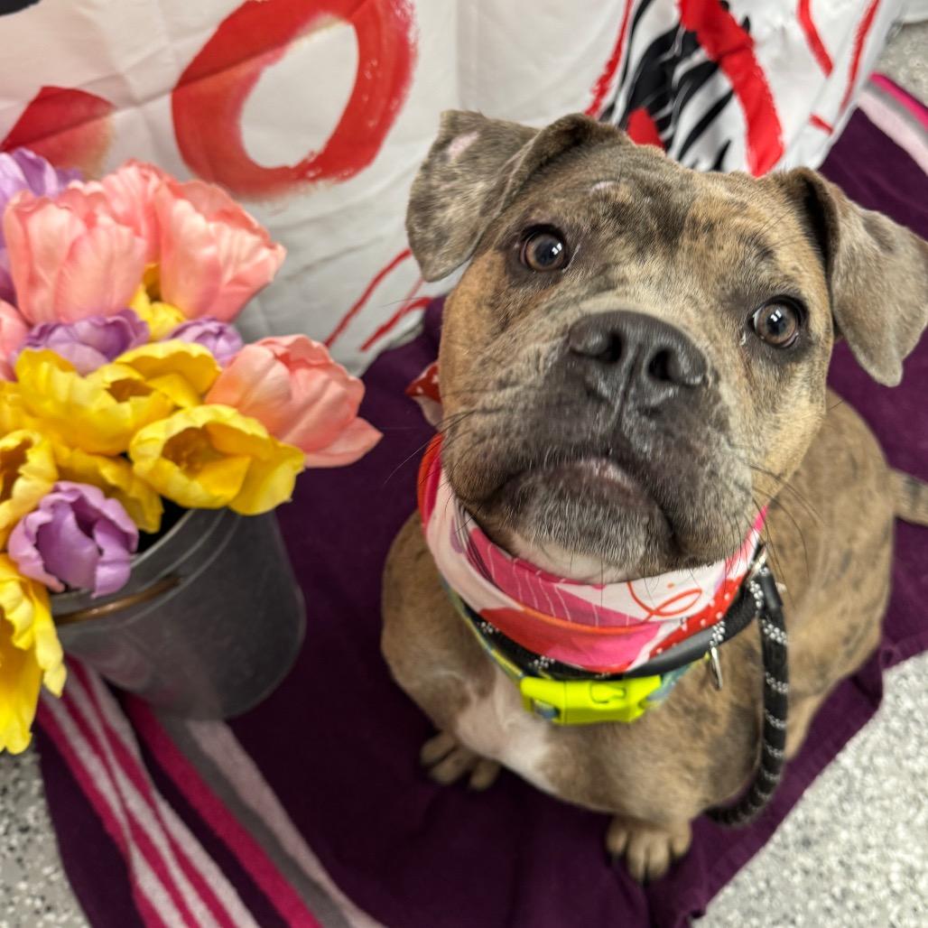 Maya, a Adoptable mixed breed in Henderson, NV image 2/2