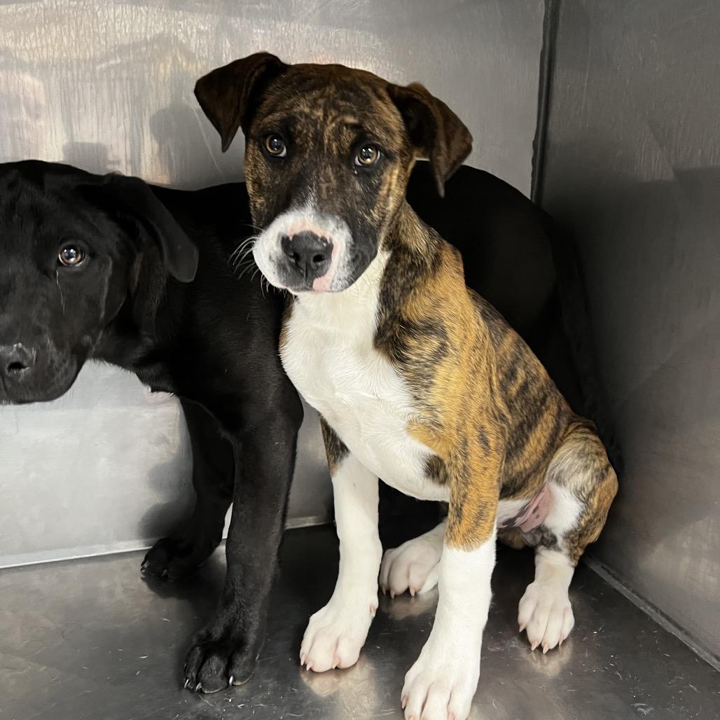 Enlarge Rugar, a Adoptable American Bulldog in Birmingham, AL image 1/2