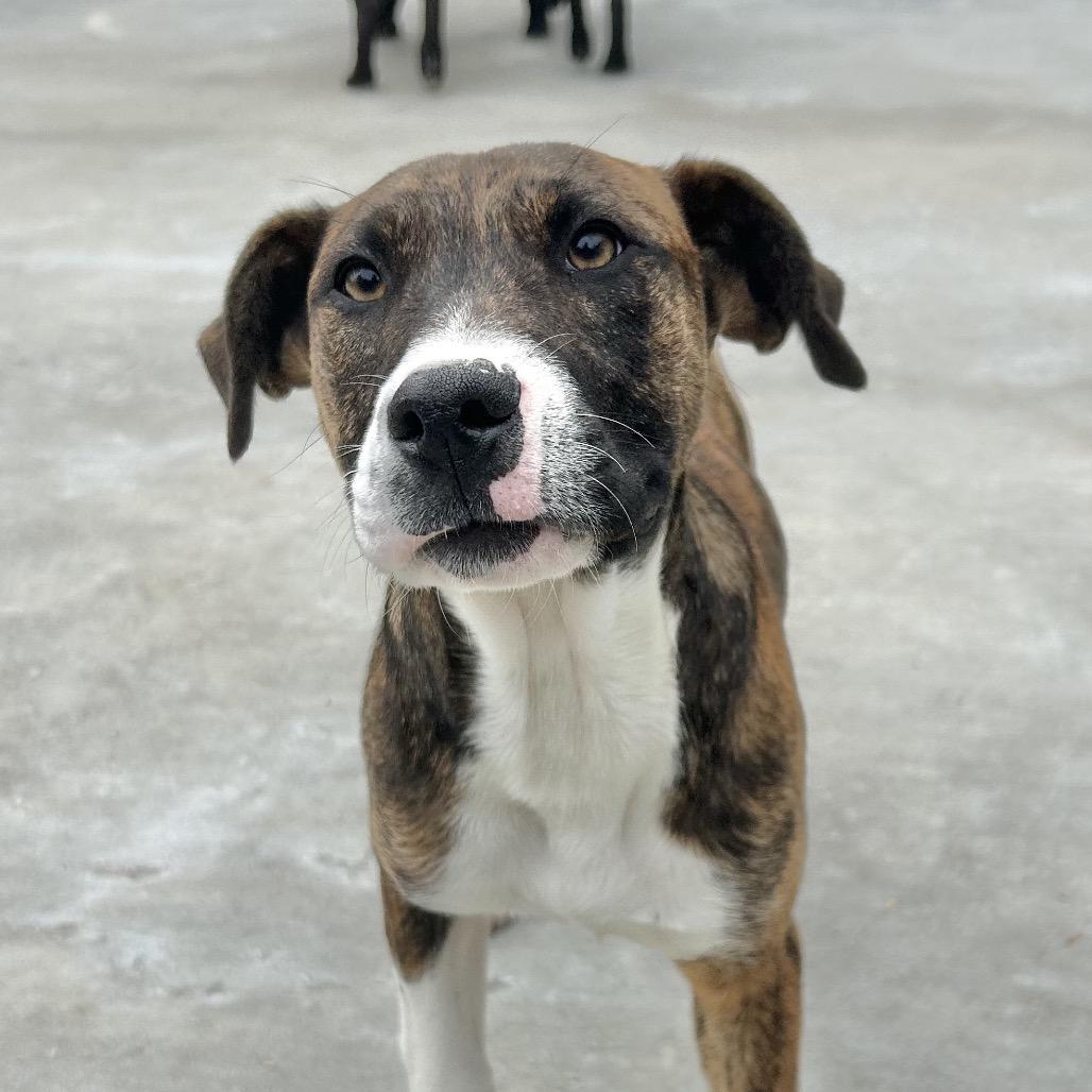 Enlarge Rugar, a Adoptable American Bulldog in Birmingham, AL image 2/2