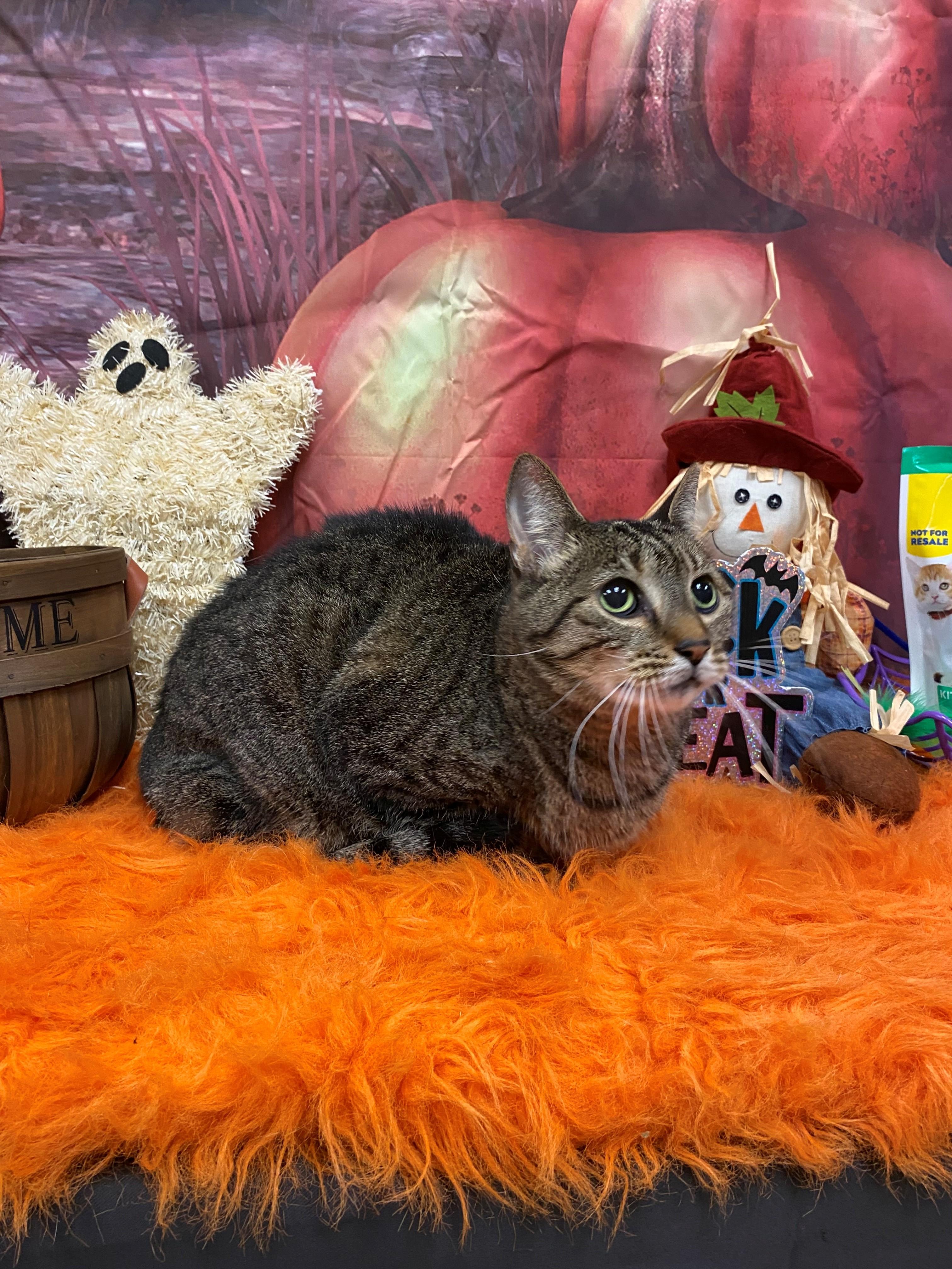 Eno 59628413, Adoptable, Adult Female Domestic Short Hair.