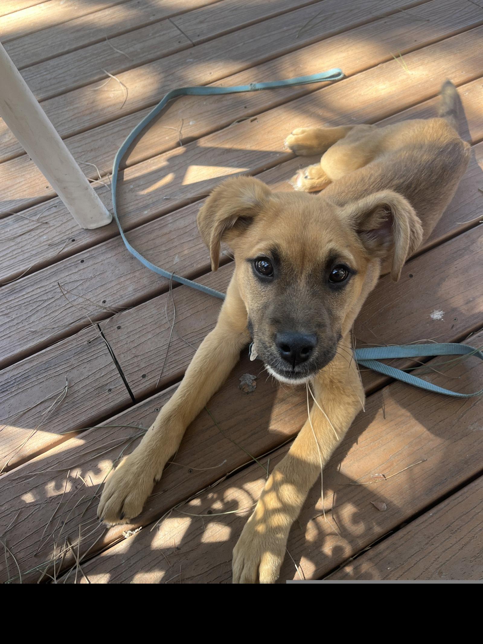 Enlarge Eddie Money, a Adoptable German Shepherd Dog in Roseville, CA image 1/3