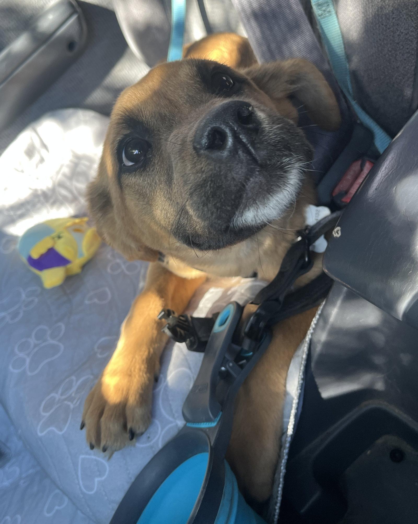 Enlarge Eddie Money, a Adoptable German Shepherd Dog in Roseville, CA image 2/3