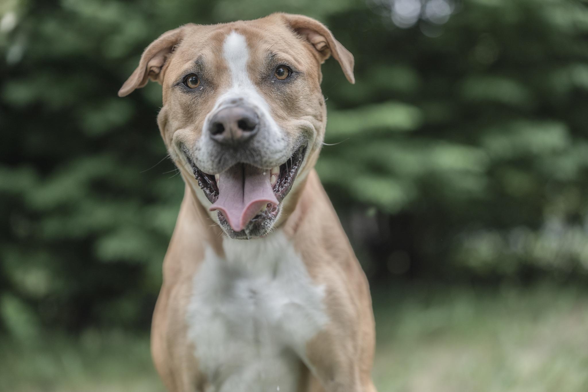 Rosita, Young Female Mixed Breed