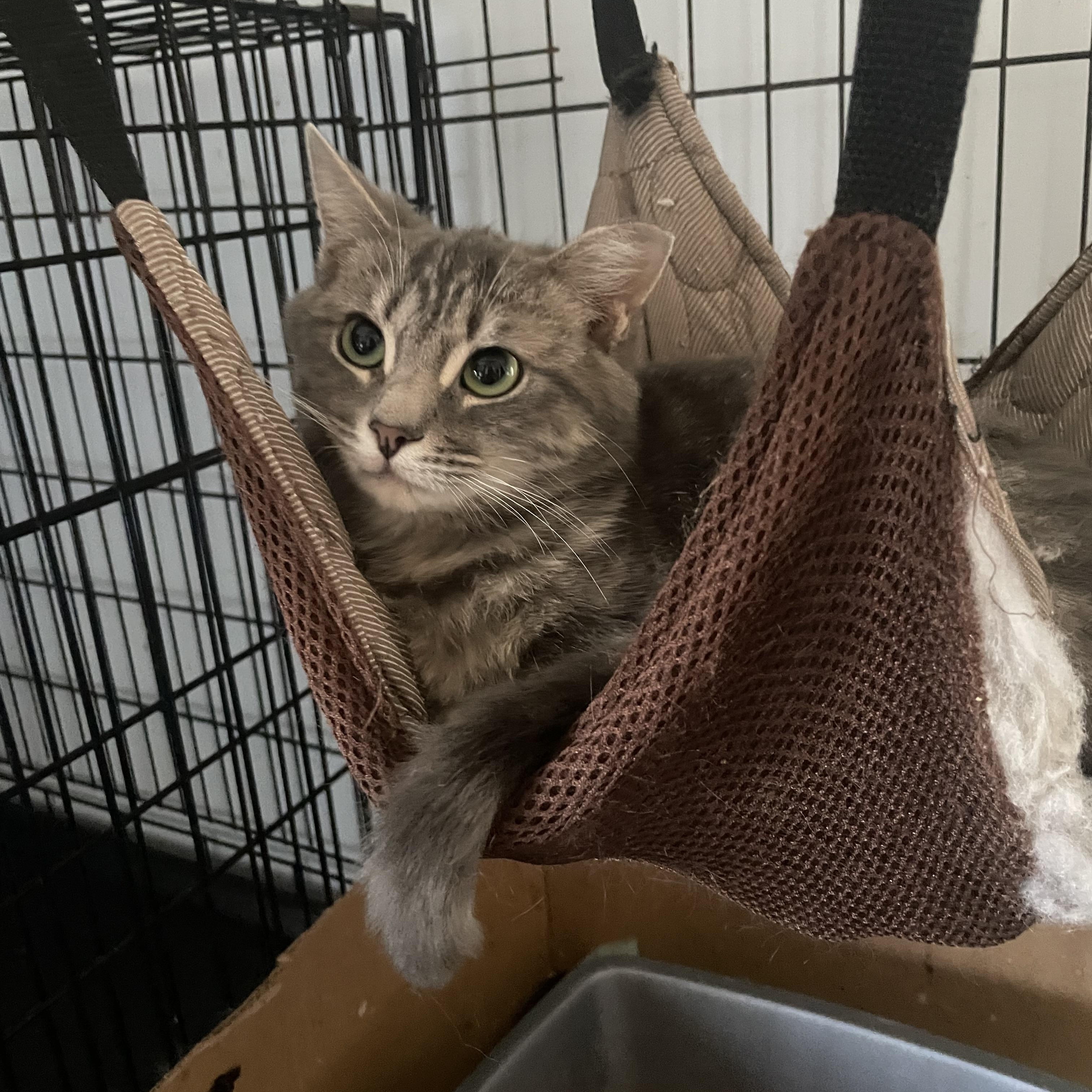 Enlarge Bennu, a Adoptable Domestic Medium Hair in Port Wentworth, GA image 2/2