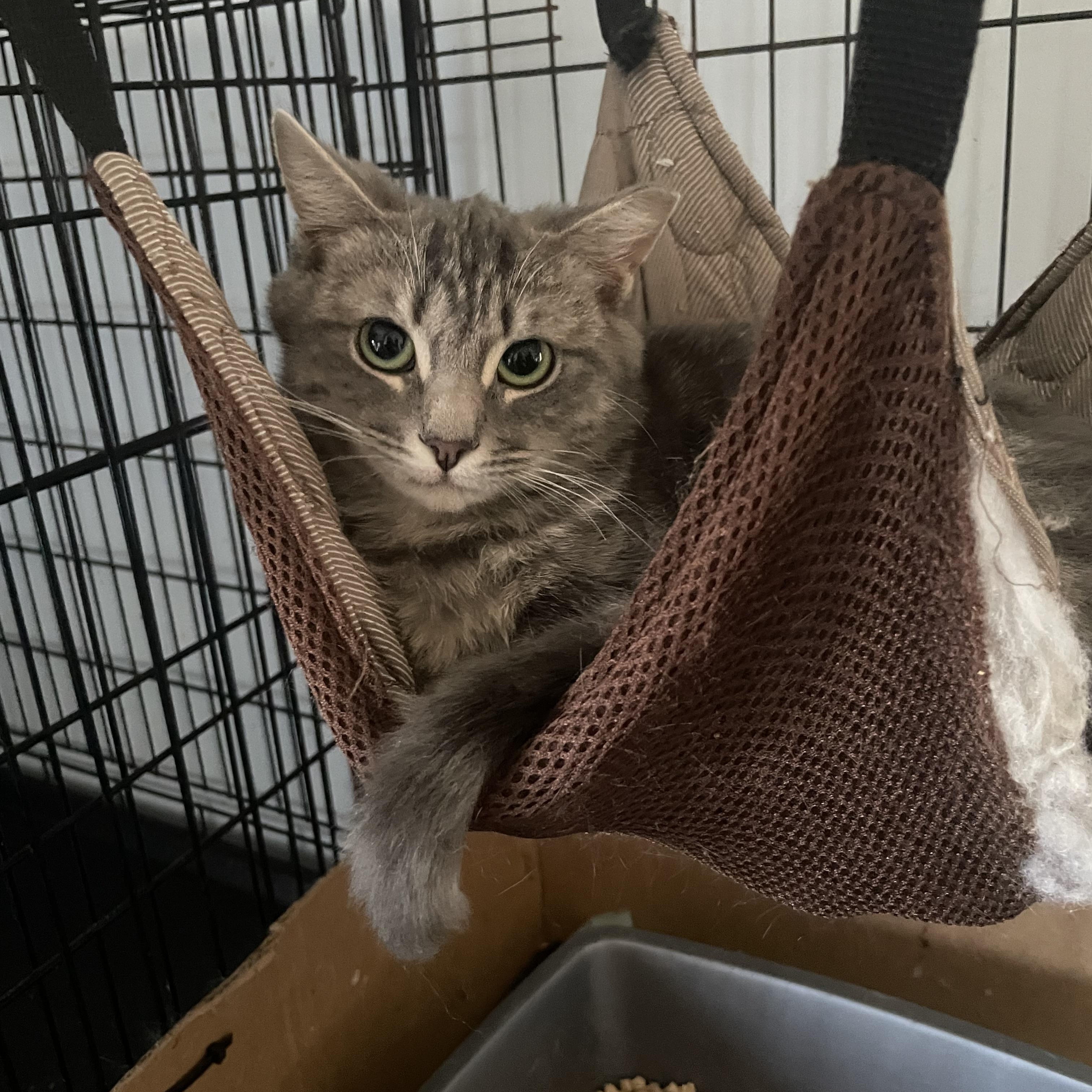 Bennu, Adoptable, Adult Female Domestic Medium Hair.