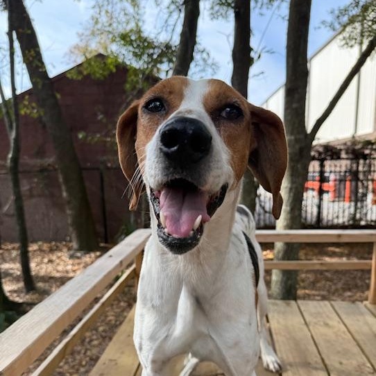 Enlarge Dude, a Adoptable Mixed Breed in Charleston, SC image 1/3