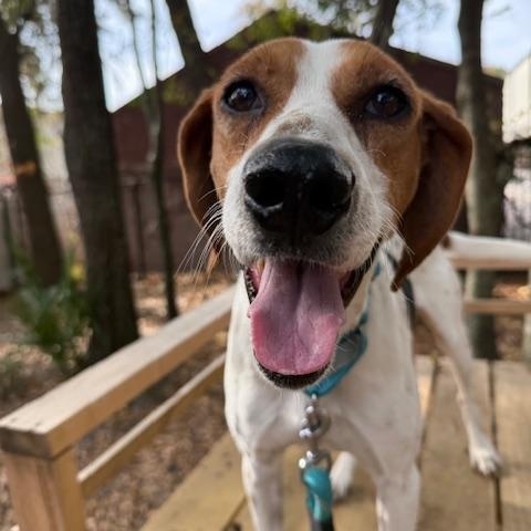 Enlarge Dude, a Adoptable Mixed Breed in Charleston, SC image 3/3