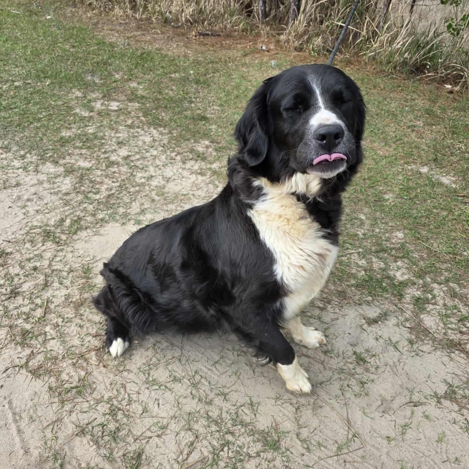 Lucy, a Adoptable mixed breed in Jackson, MI image 6/6