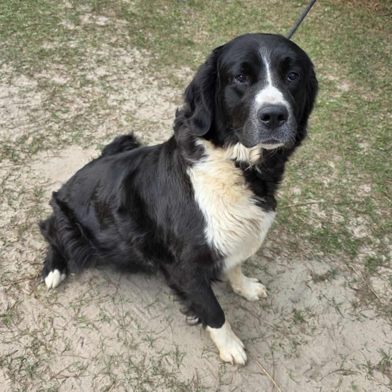 Lucy, a Adoptable mixed breed in Jackson, MI image 2/6