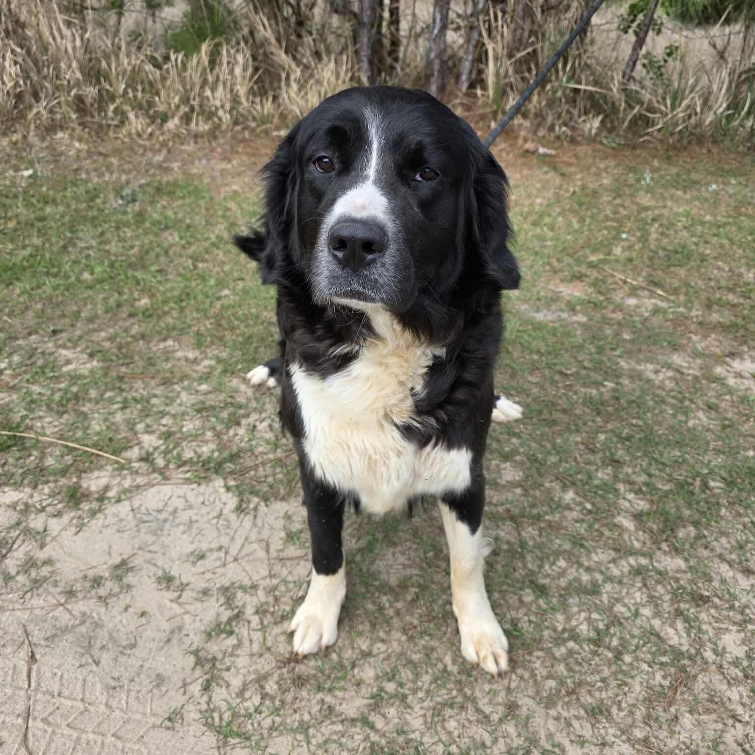 Lucy, a Adoptable mixed breed in Jackson, MI image 4/6