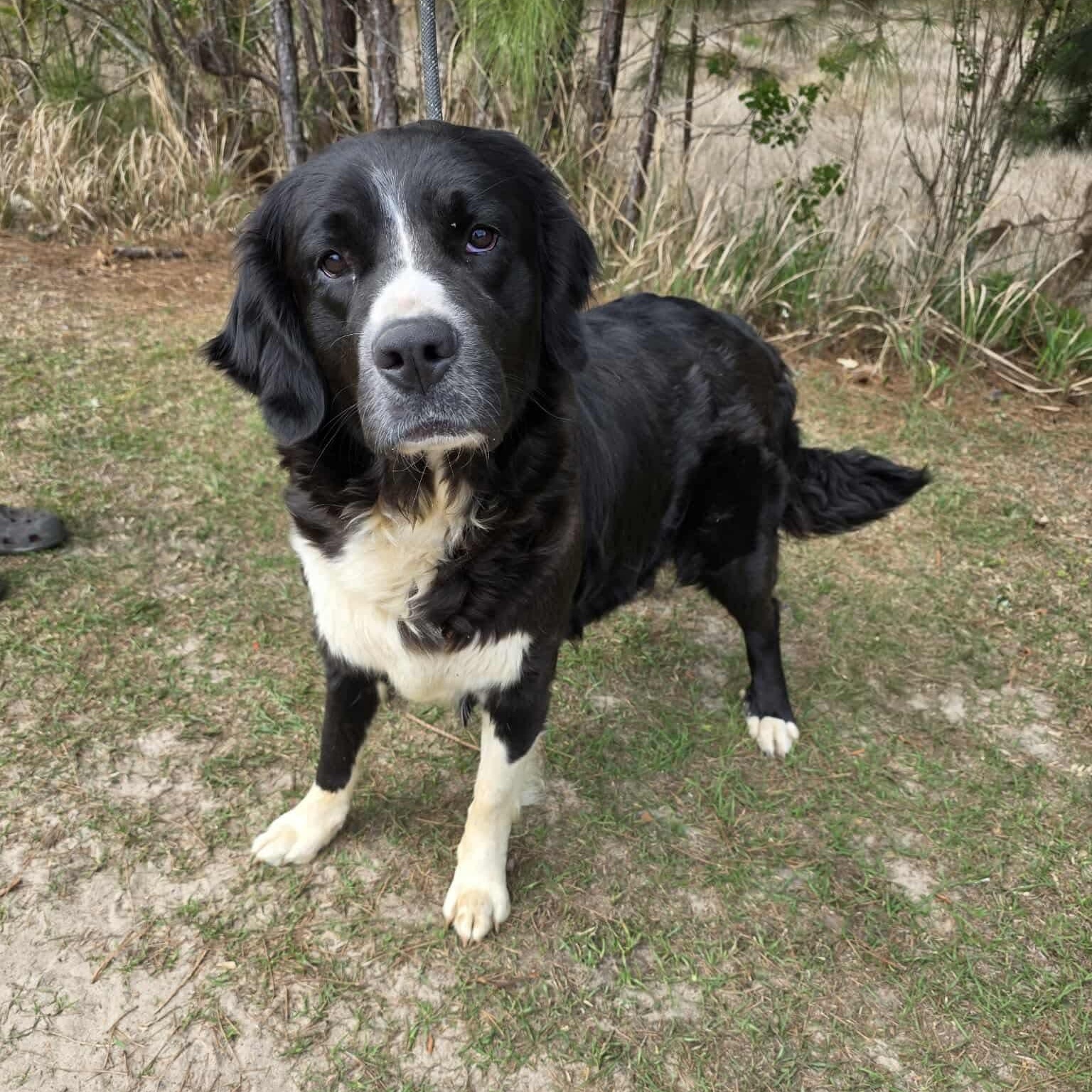 Lucy, a Adoptable mixed breed in Jackson, MI image 5/6