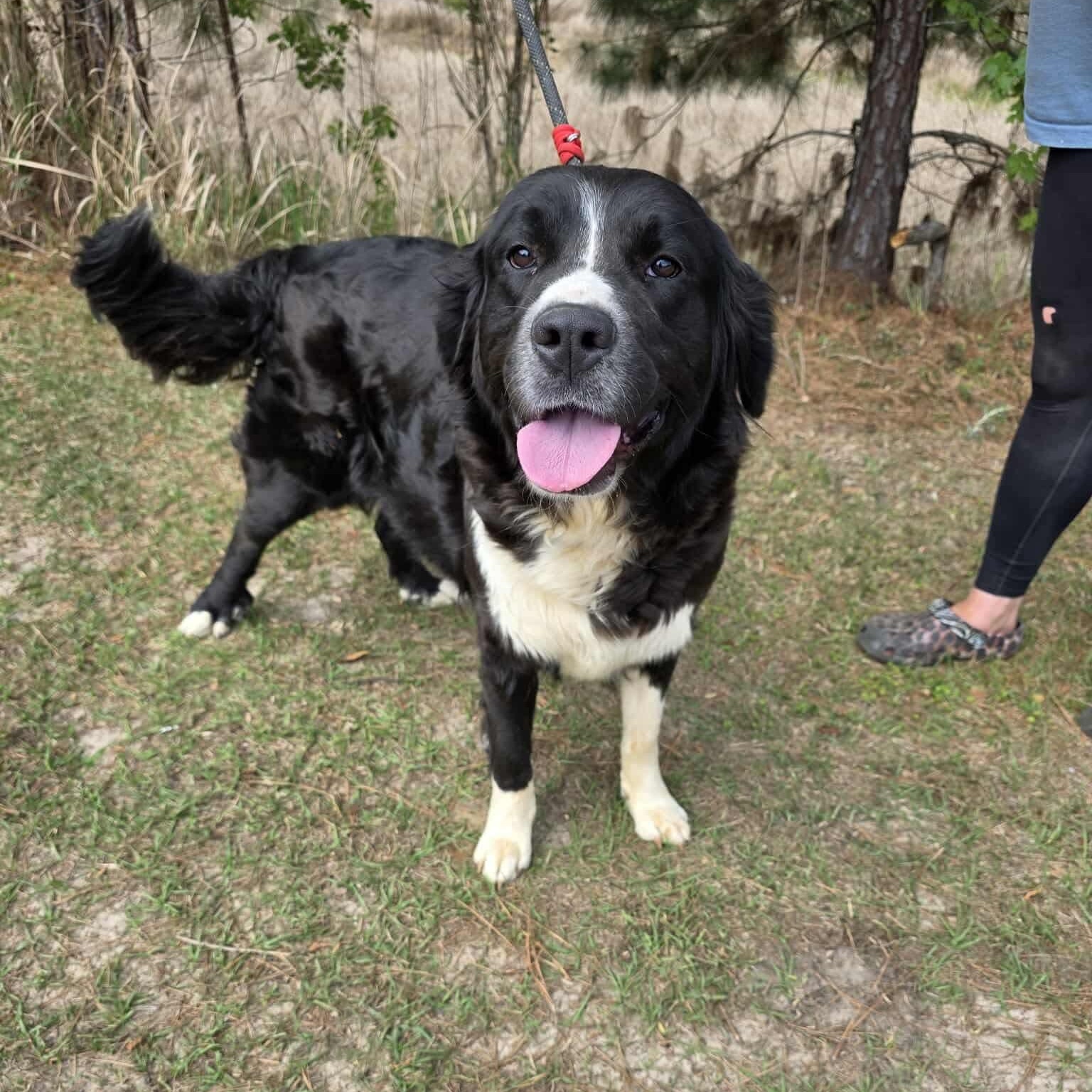 Lucy, a Adoptable mixed breed in Jackson, MI image 1/6