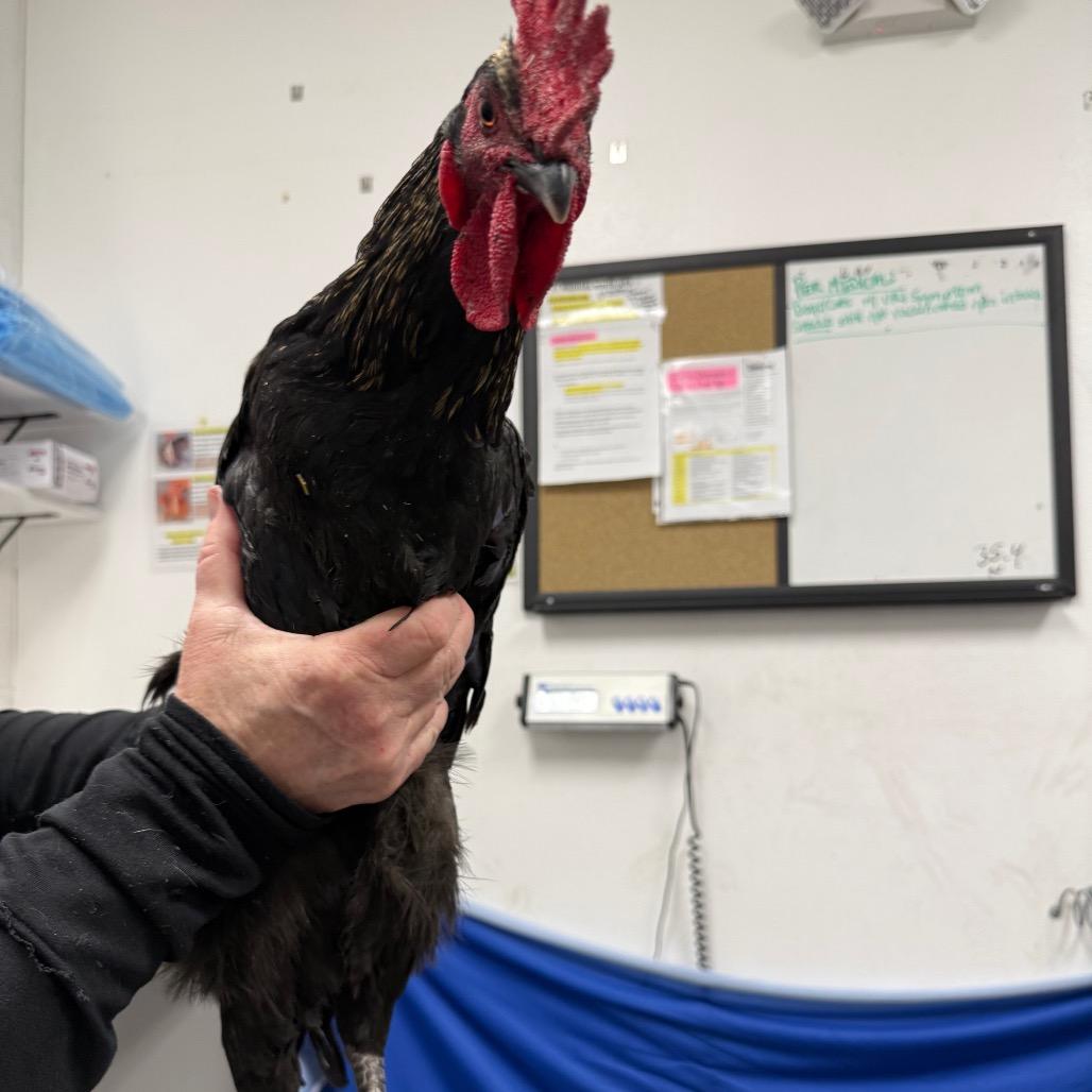 Daryl, Adoptable, Baby Male Chicken.