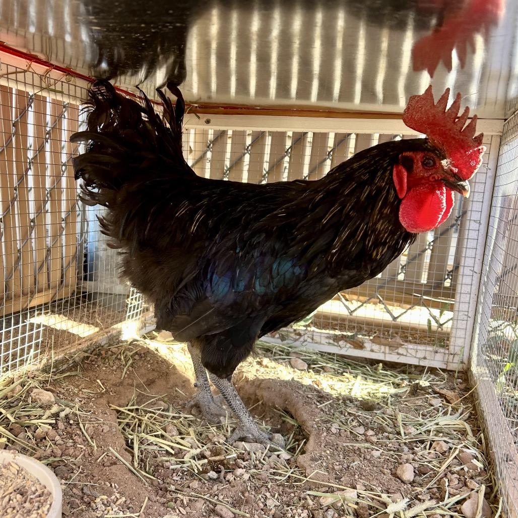 Daryl, Adoptable, Baby Male Chicken.